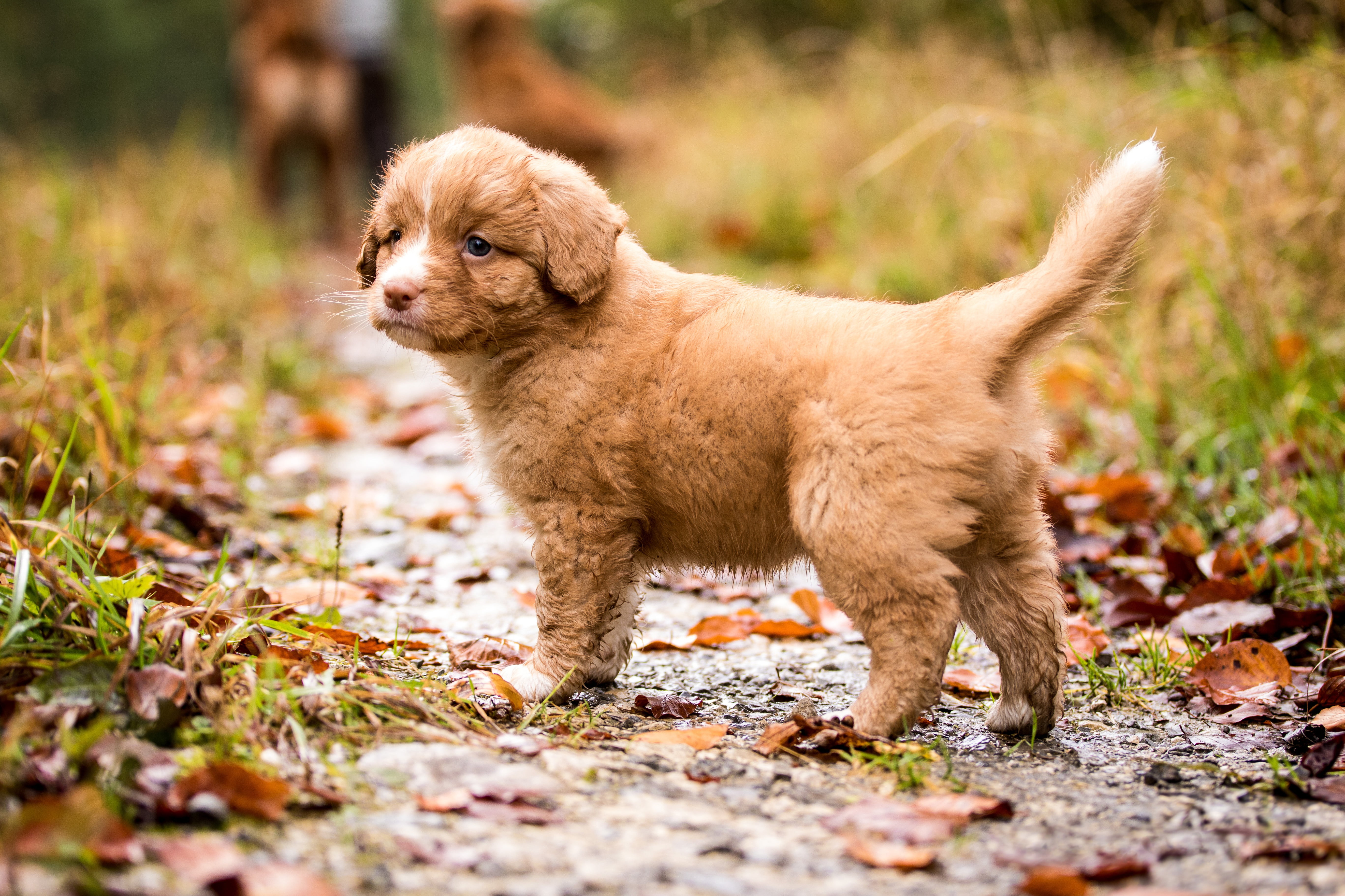 baby, nature, path, 5K, dog, leaves, Nova Scotia duck tolling Retriever, Retriever, puppy, autumn, red, Nova Scotia duck tolling, HD Wallpaper