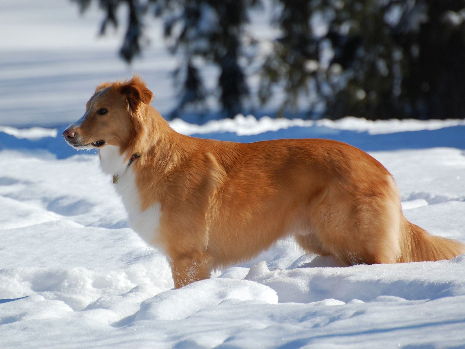 nova, nature, animals And Pets, animal, retriever, 720P, snowcapped mountain, scotia, pets, white, snow, adult, animal themes, winter, cute, field, fun, HD Wallpaper
