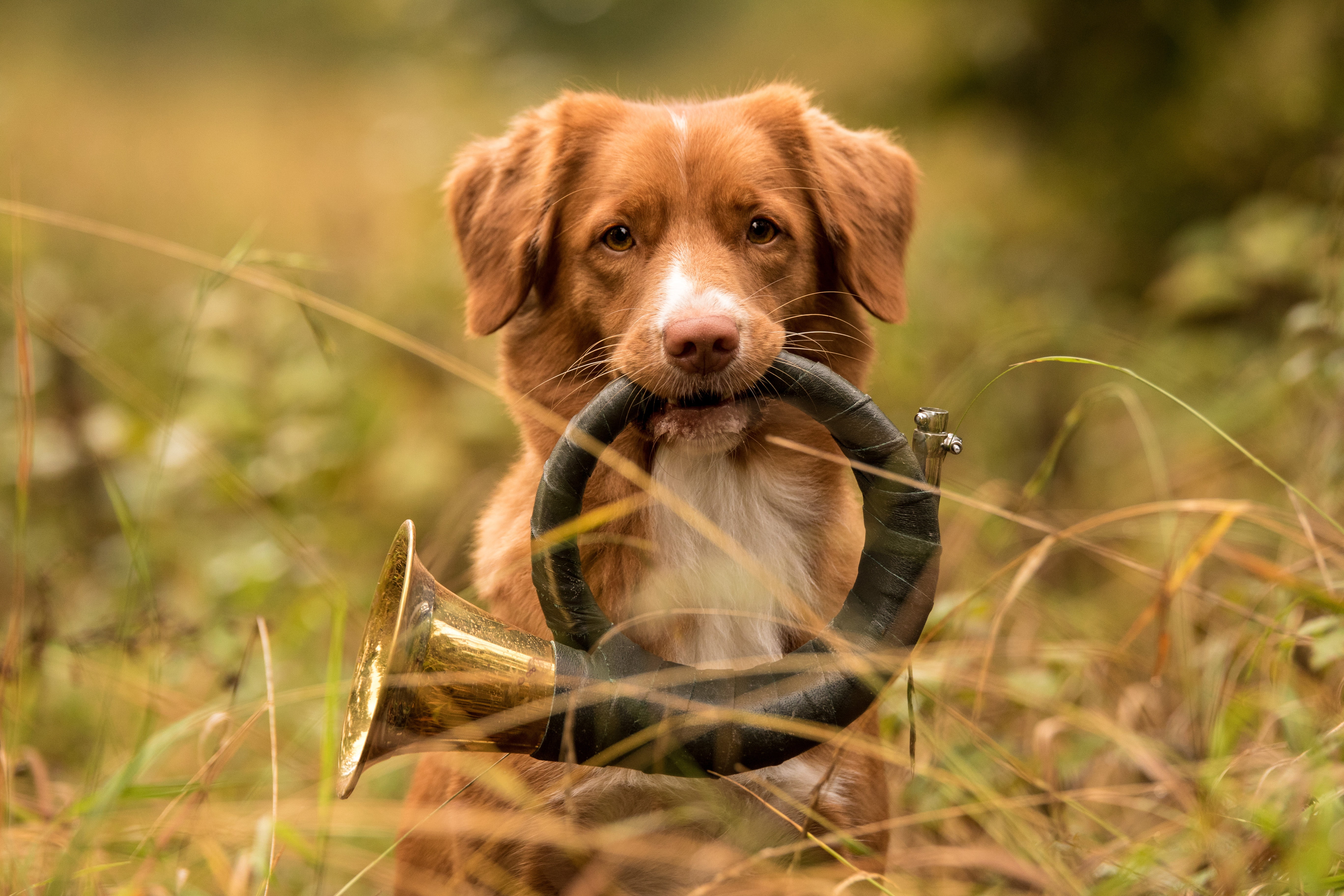 portrait, nature, bokeh, Retriever, pipe, background, look, Nova Scotia duck tolling, musical instrument, 5K, Nova Scotia duck tolling Retriever, dog, HD Wallpaper