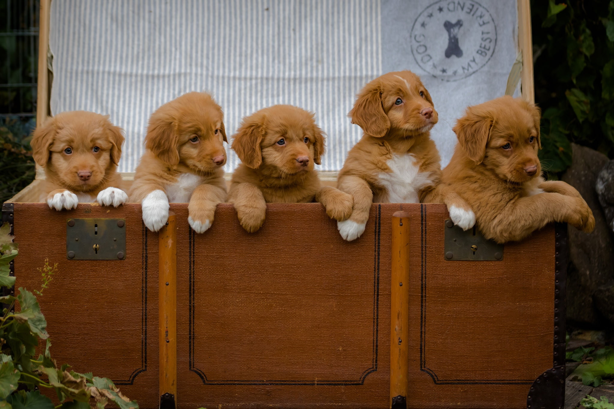 Dogs, Dog, Nova Scotia Duck Tolling Retriever, 1080P, Puppy, Baby Animal, HD Wallpaper