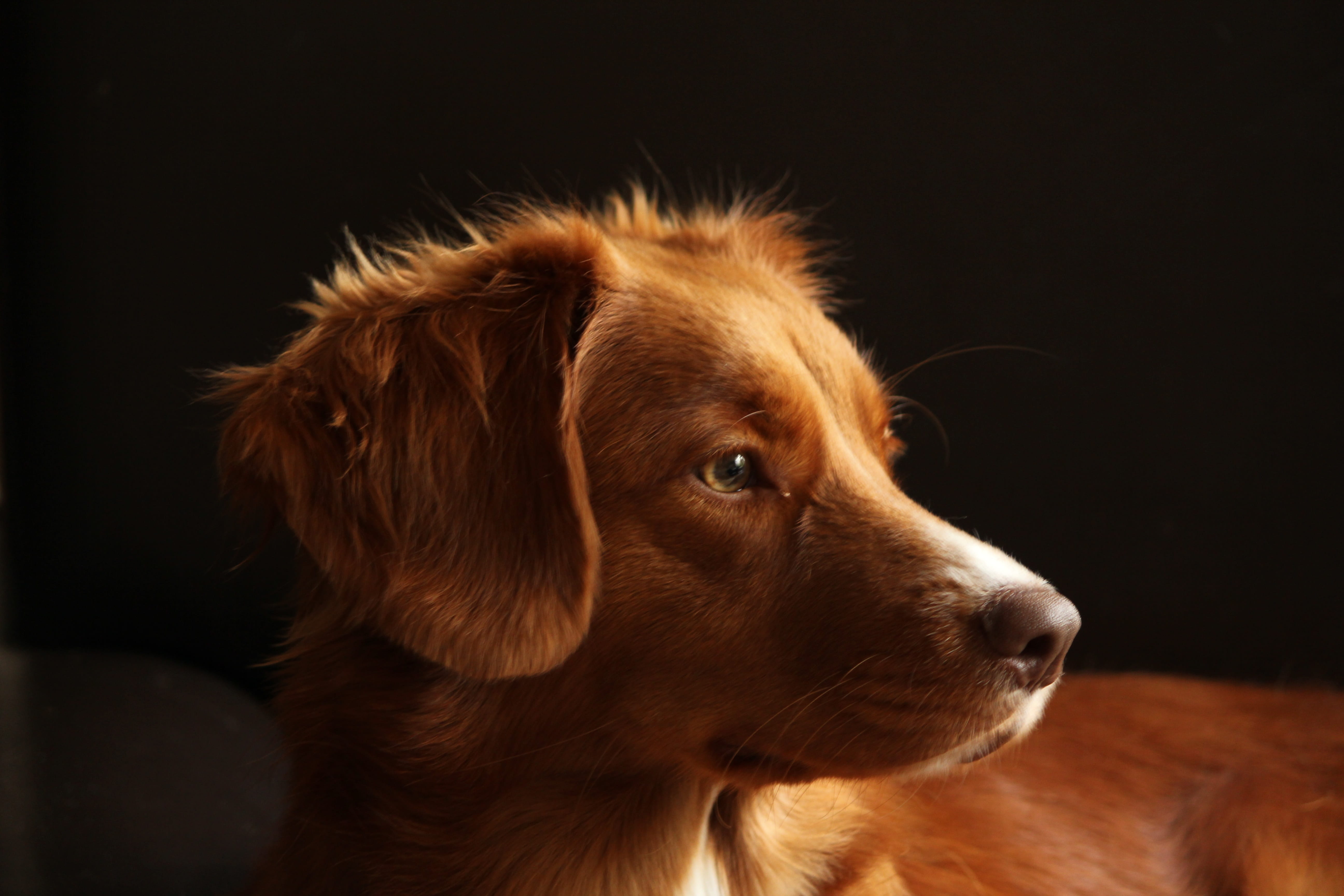 black background, close-up, nova scotia duck tolling retrriever, domestic animals, studio shot, 5K, toller, domestic, no people, animal head, pet, mammal, HD Wallpaper