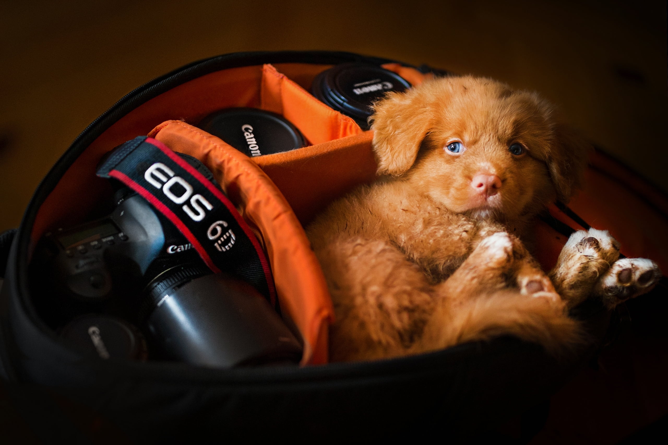 nova, indoors, duck, no people, driving, dog, puppy, motor vehicle, one animal, nova scotia duck tolling retriever, animal, transportation, relaxation, HD Wallpaper