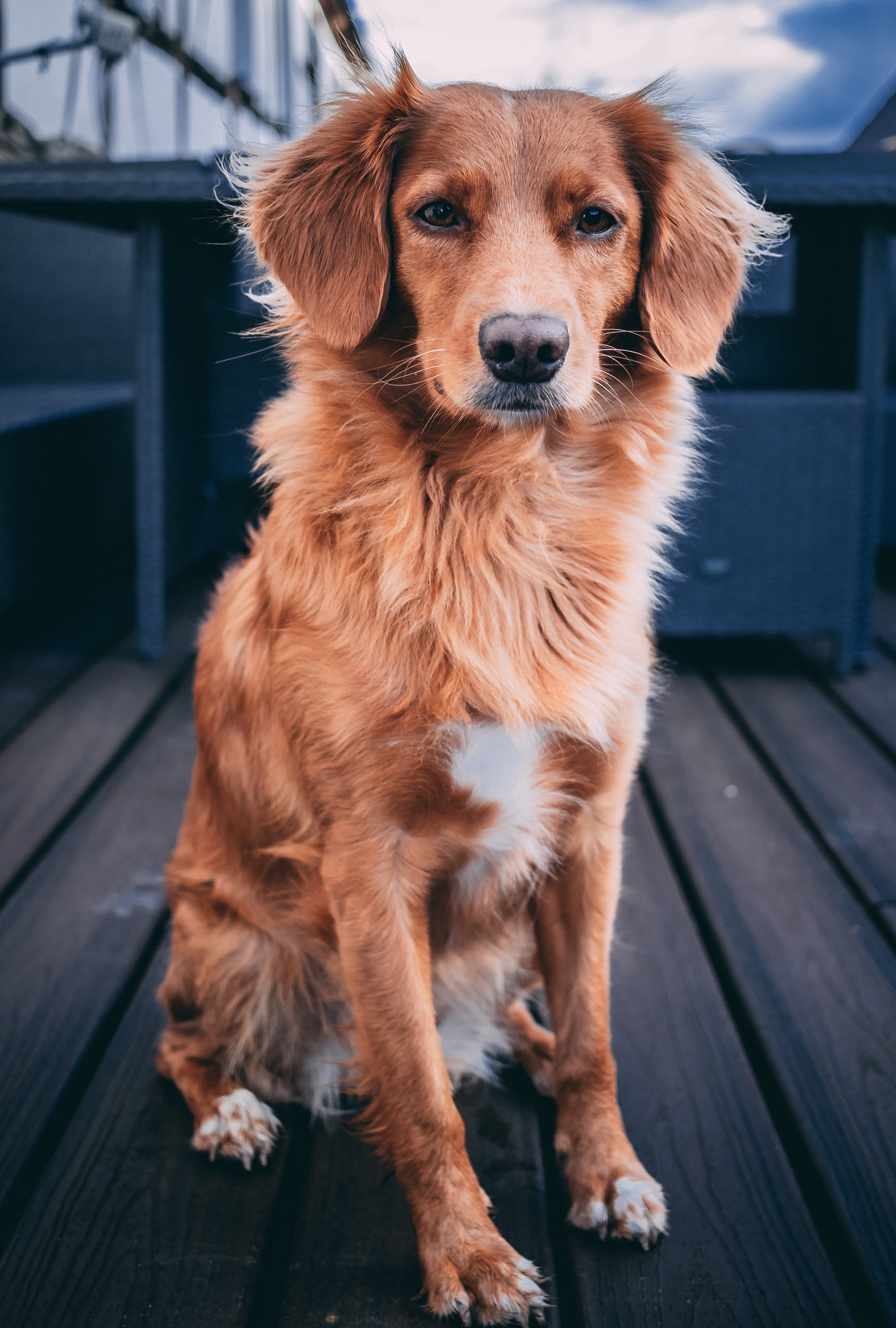 one animal, surface, pet, canine, retriever, mammal, pets, wooden, portrait, brown, domestic, looking, sitting, looking at camera, focus on foreground, Phone HD Wallpaper