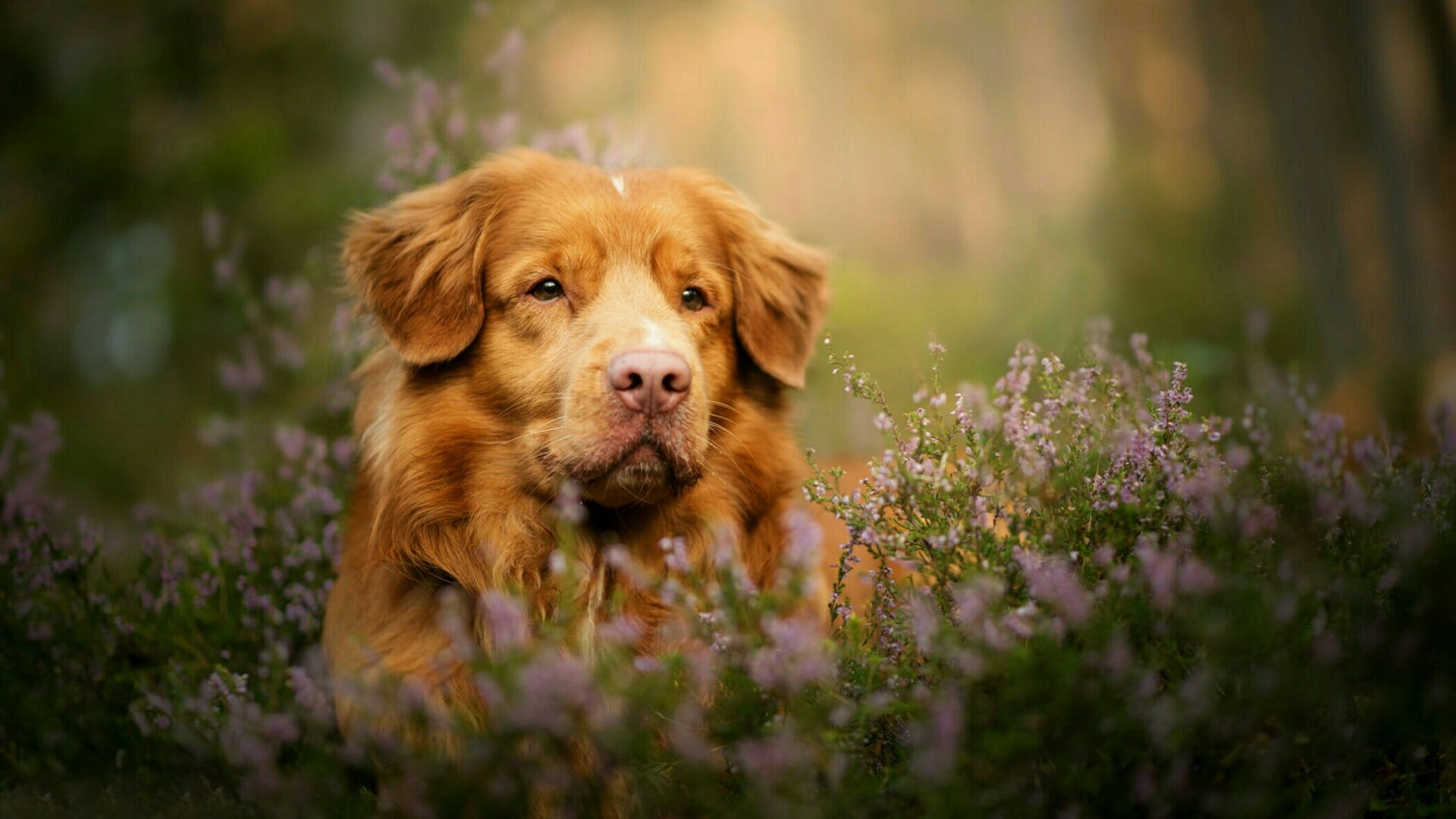 blur, innocence, portrait, retriever, nova scotia duck tolling retriever, dog, no people, grass, flowering plant, nature, cute, blurred, domestic animals, HD Wallpaper