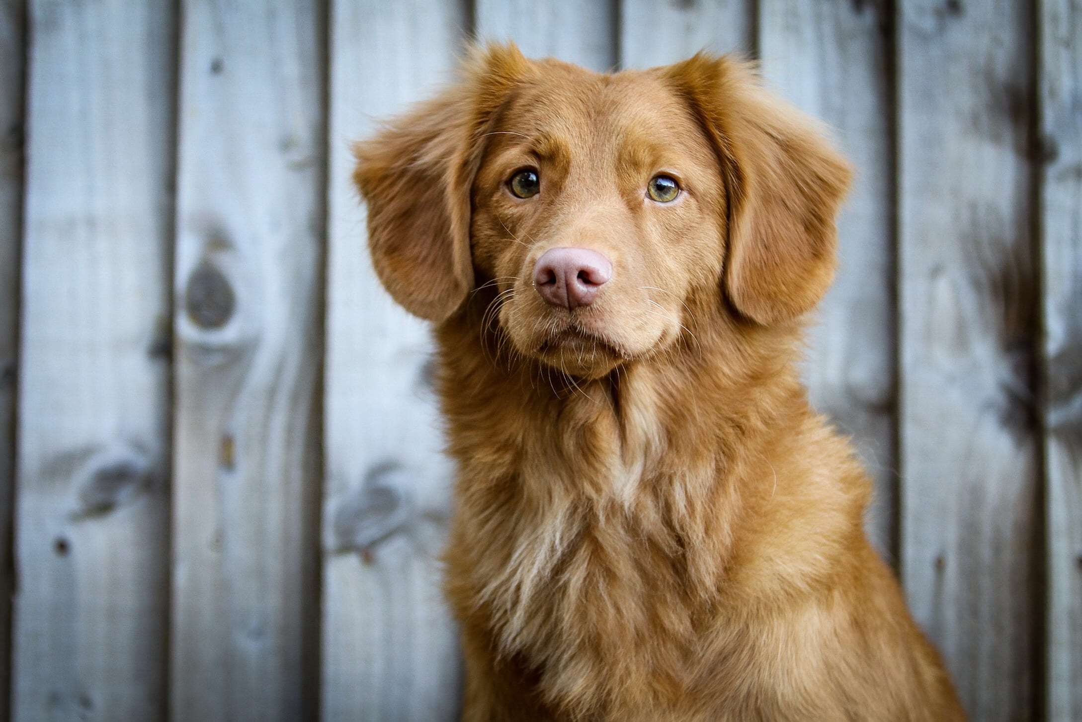 retriever, coated, companion, one animal, vertebrate, day, pets, domestic animals, dog, mammal, long, wood - material, brown, boundary, duck, tolling, purebred dog, HD Wallpaper