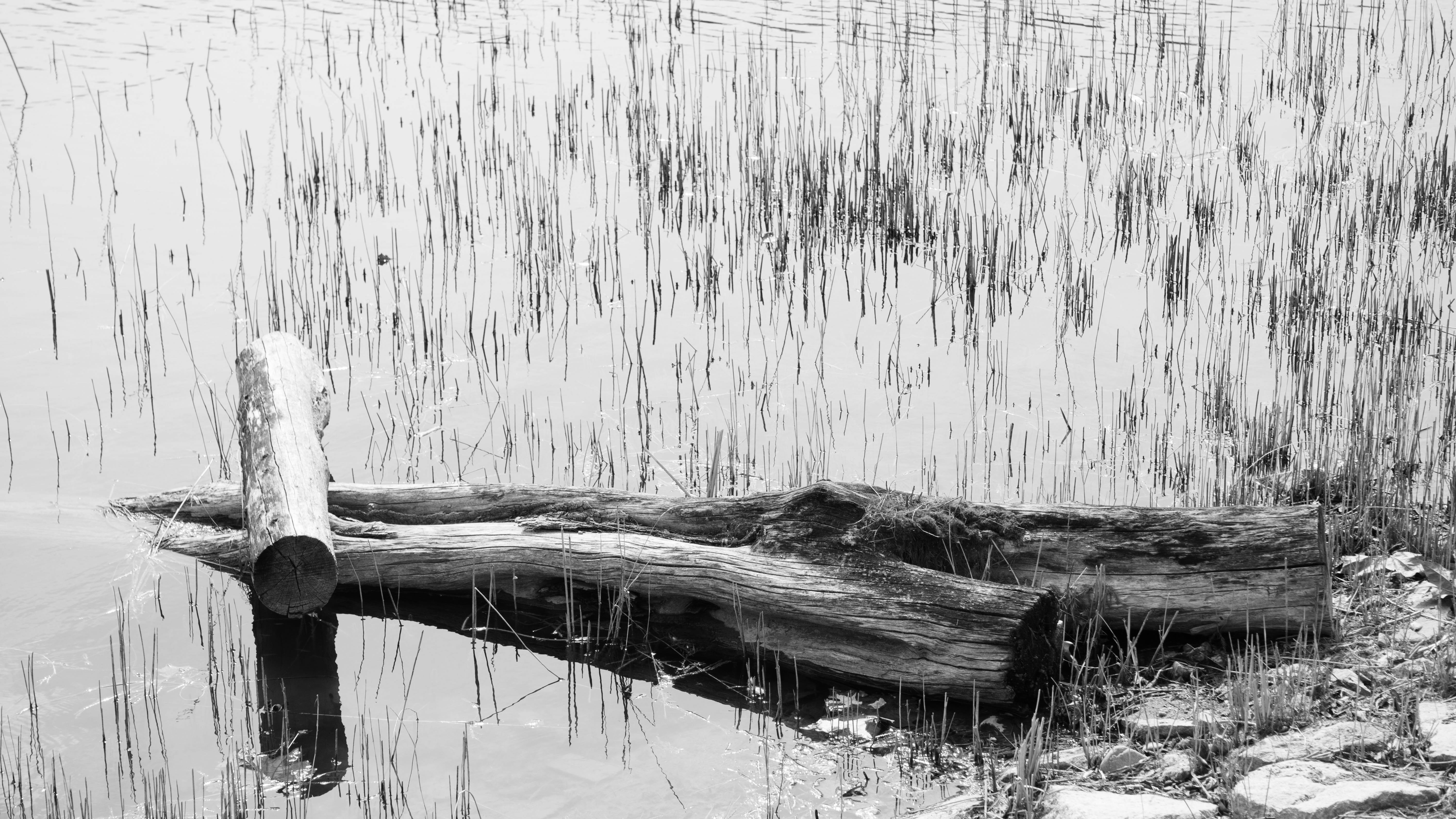 Koyo, outdoors, tree trunk, speculating, and thu, trunk, bark, timber, ruined, Solitude, 5K, wood - material, no people, reflection, images, Desolation, HD Wallpaper