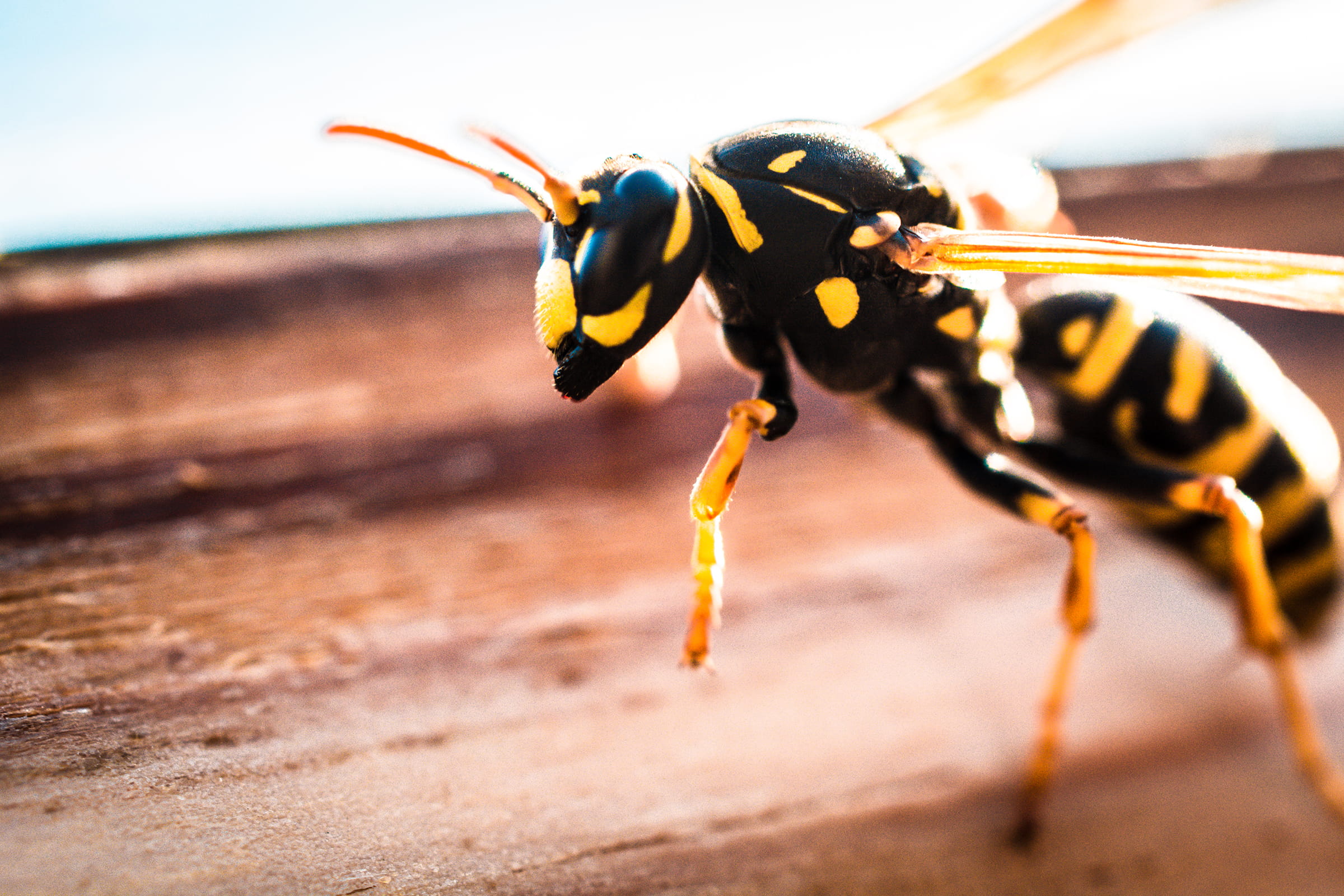 belgian, limb, focus on foreground, animal body part, wasp, black, no people, biz, eye, selective focus, savage, wings, animal eye, animal head, macro, HD Wallpaper