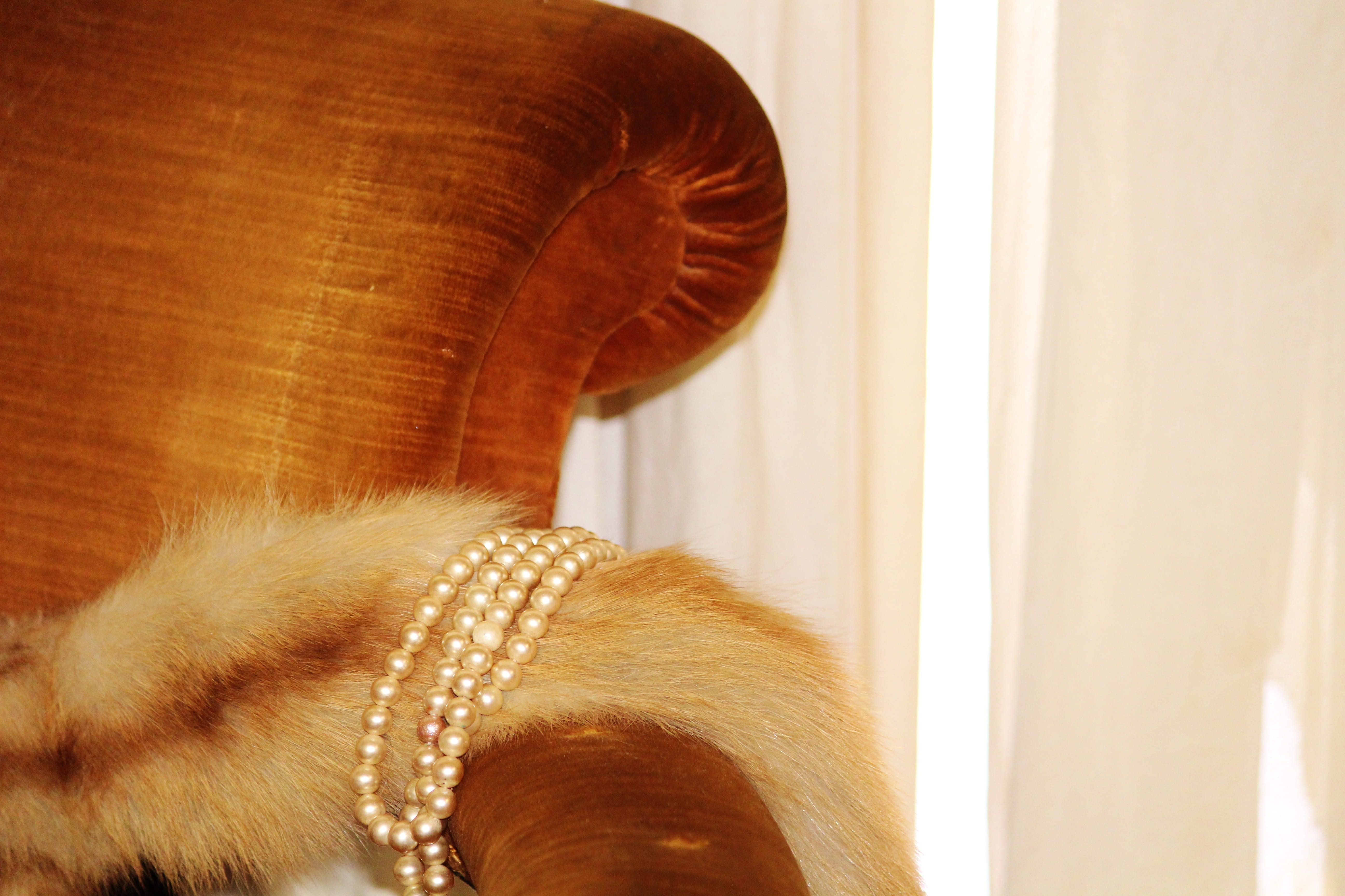 5K, one animal, pearl necklace, domestic animals, vertebrate, fur stoles, mammal, focus on foreground, valuable, jewelry, jewellery, luxury, stoles, canine, HD Wallpaper