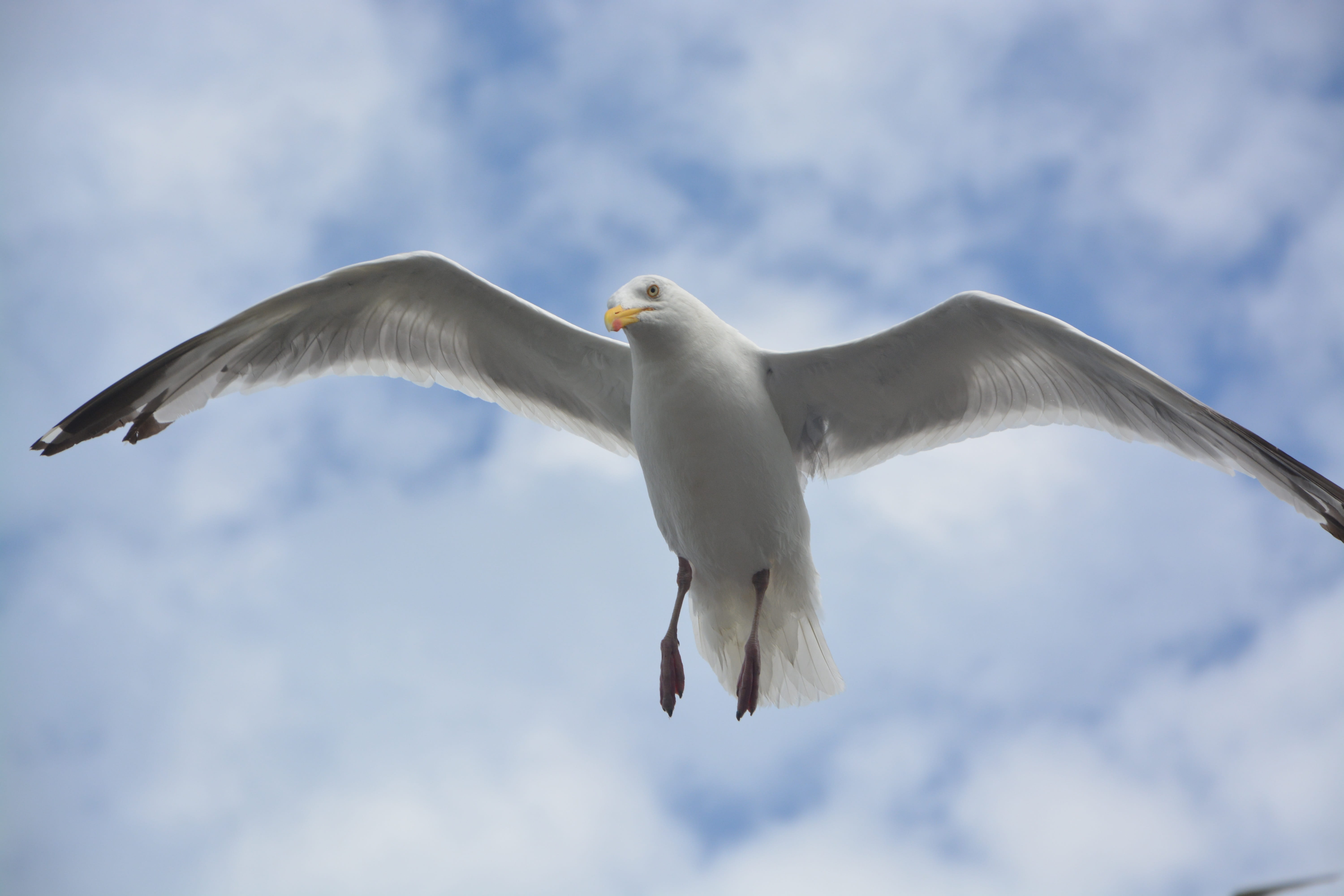 mid-air, full length, sky, animal, bird flight, vertebrate, seabird, seagull, animal wildlife, flying, sea, stolen, animals in the wild, wings, low angle view, HD Wallpaper