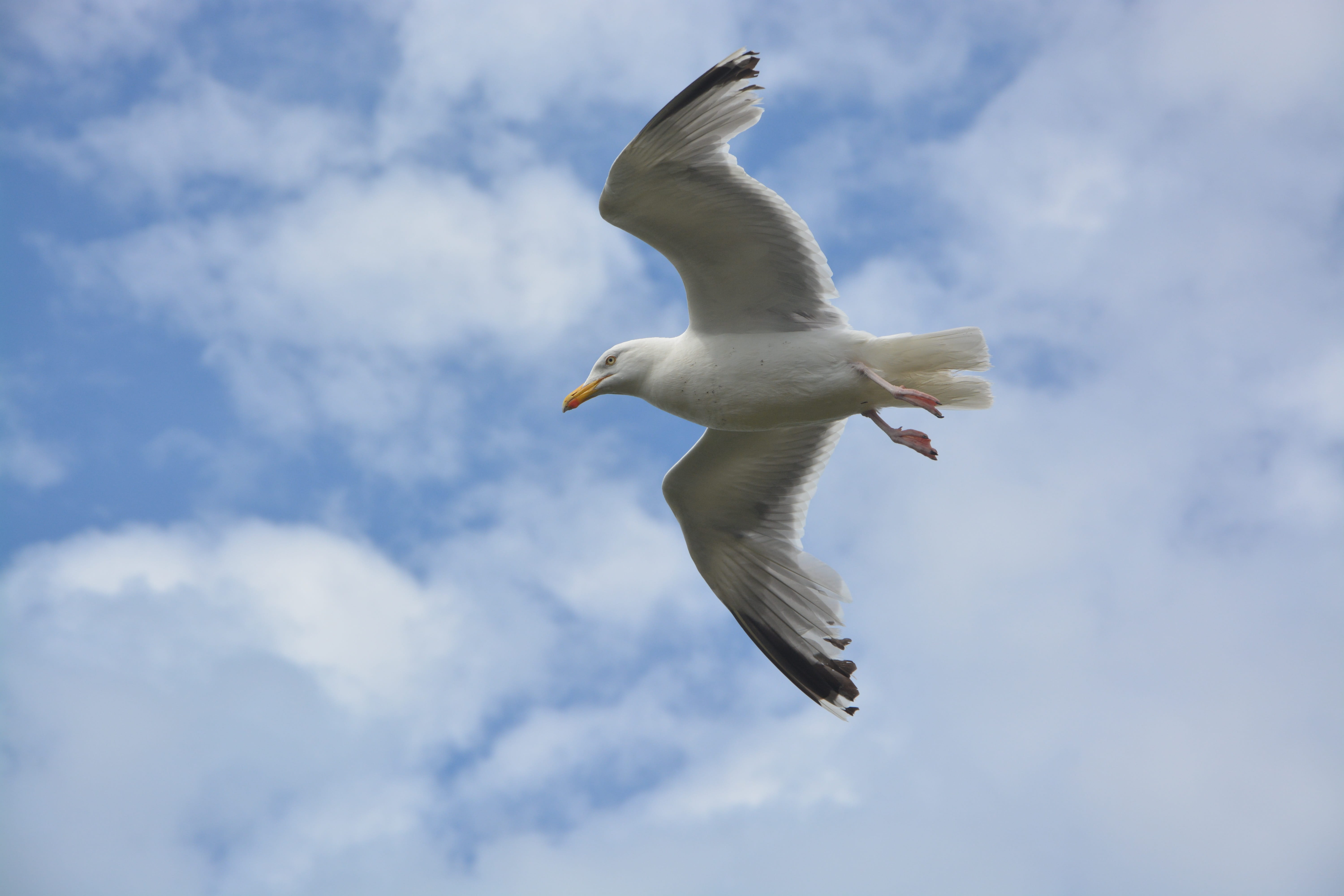 no people, flying, cloud - sky, animals in the wild, sea, stolen, wings, 5K, bird, seagull, spread wings, nature, dom, animal themes, outdoors, white color, HD Wallpaper