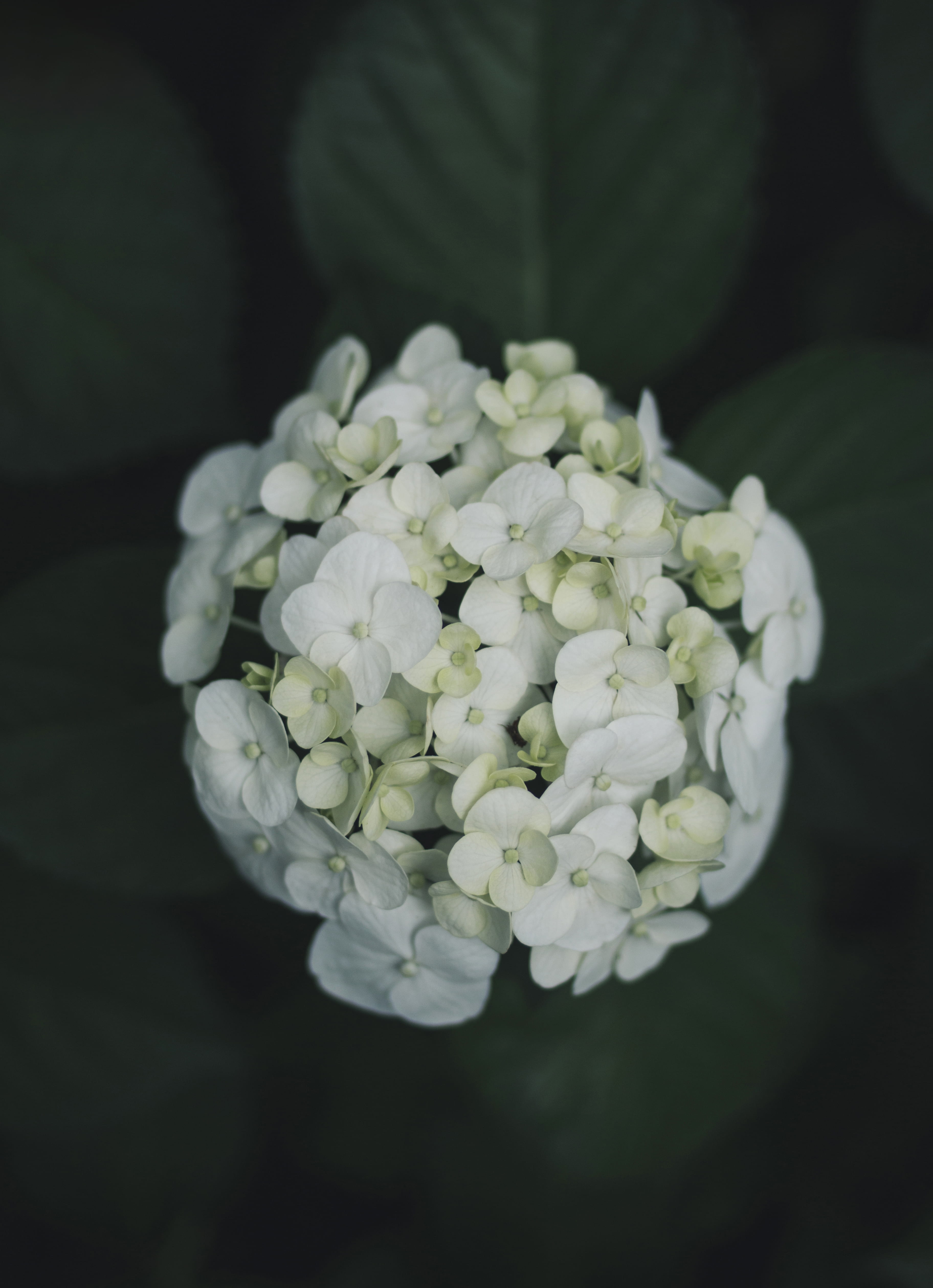 garden, no people, petal, flower head, inflorescence, bokeh, yellow, close, day, nature, white color, fragility, dark, bouquet, outdoors, close-up, blooming, Phone HD Wallpaper