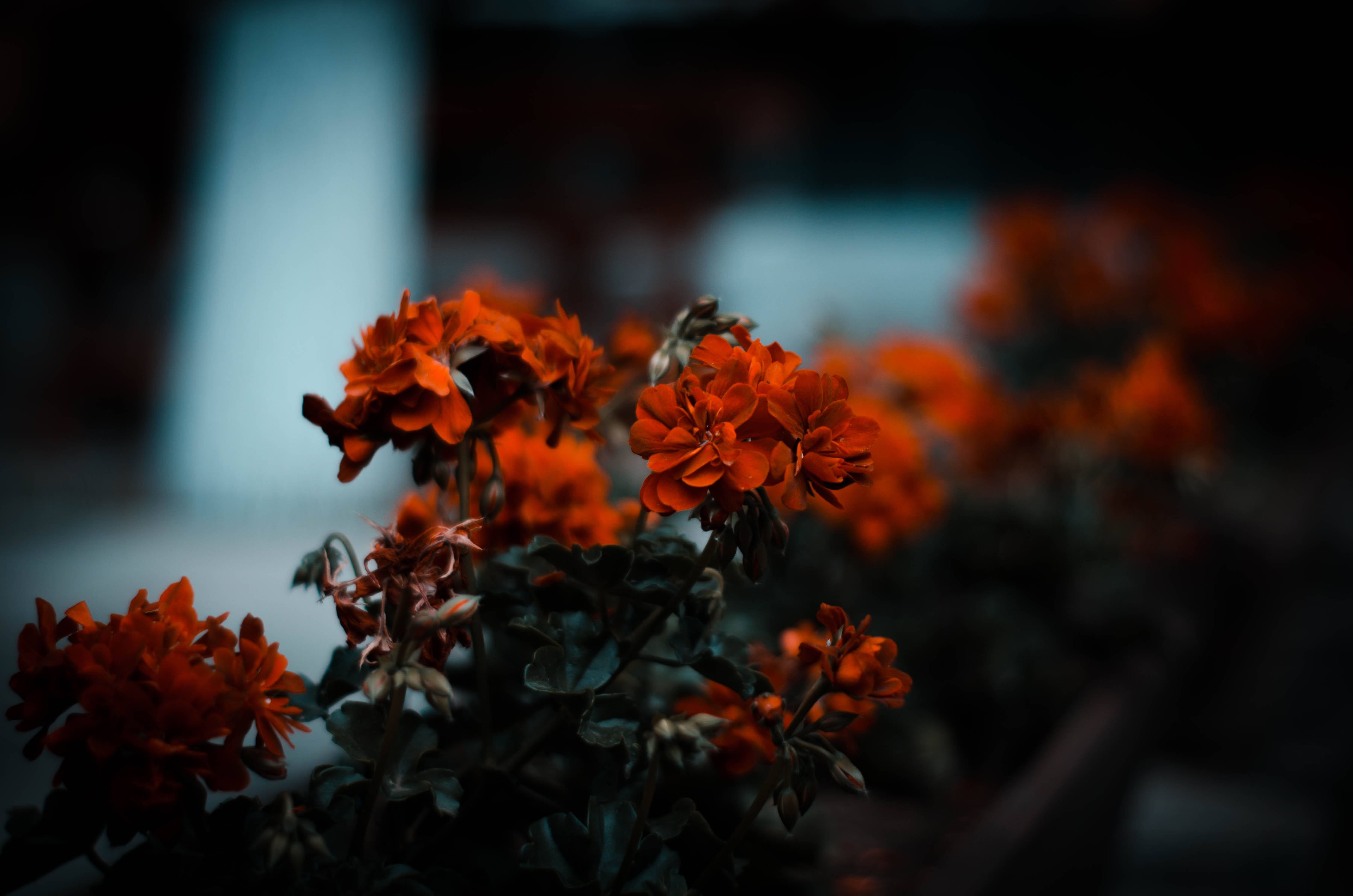 flowering plant, close-up, selective focus, 4K, fragility, plant, red, close, nature, plant part, beauty in nature, leaves, change, no people, orange color, HD Wallpaper