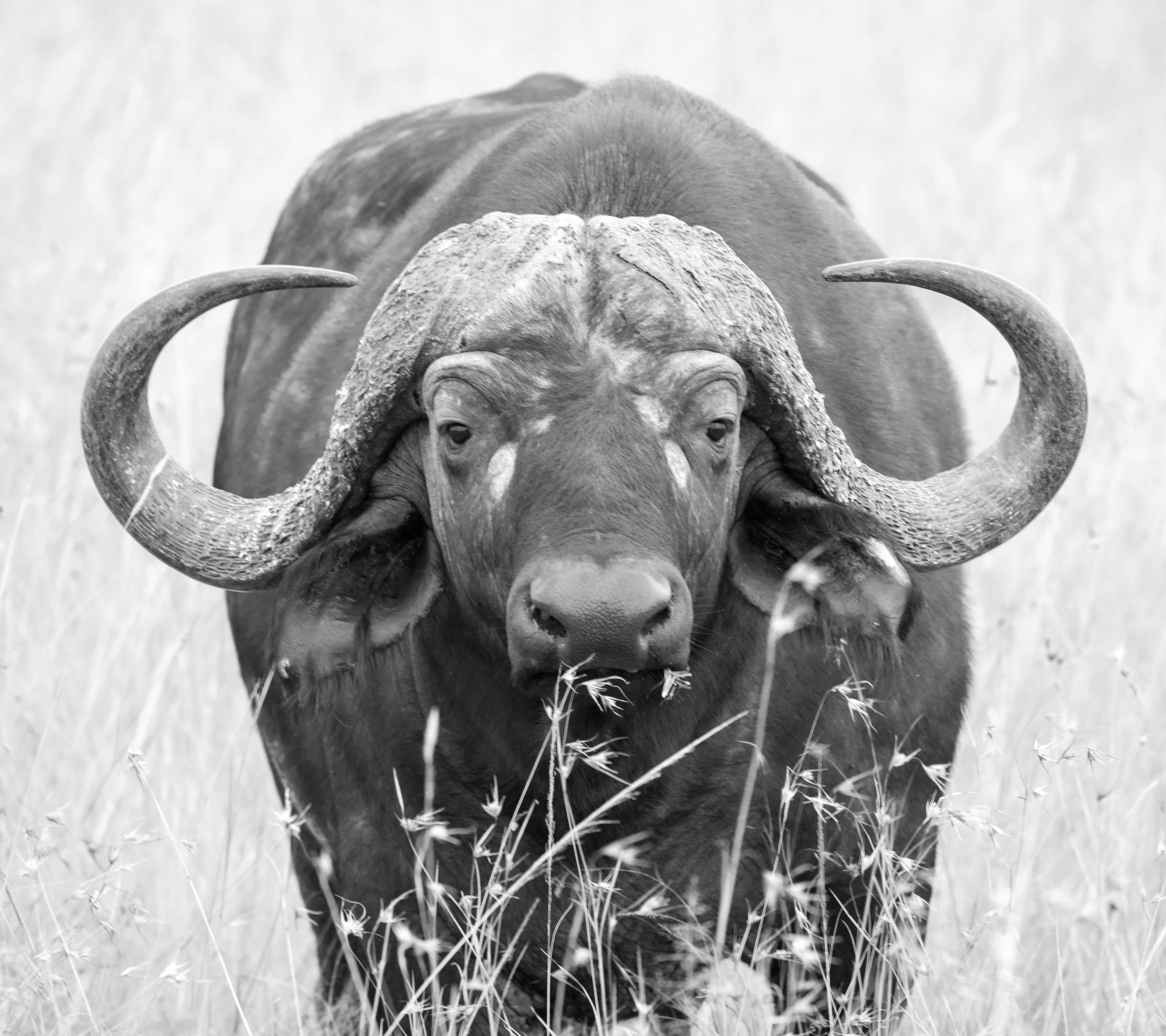 snout, animal themes, outdoors, grass, one animal, land, animal photography, animal head, plant, horned, blur, close-up, wildlife, nature, buffalo, animal, HD Wallpaper