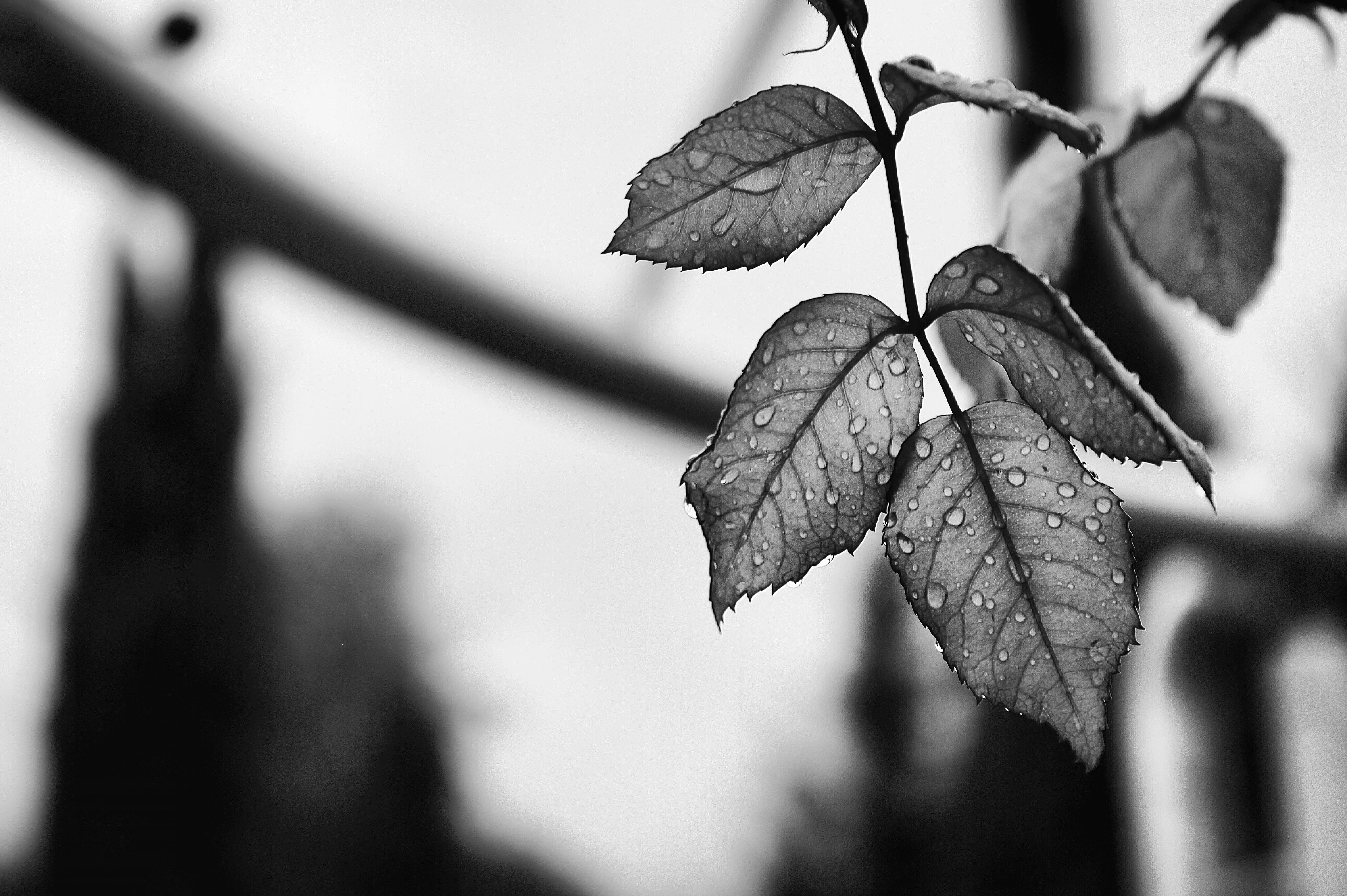 leaves, beauty in nature, leaf, monochrome, fragility, tree, blur, droplet, israel, wet, karmiel, autumn, day, bokeh, no people, natural condition, black, HD Wallpaper