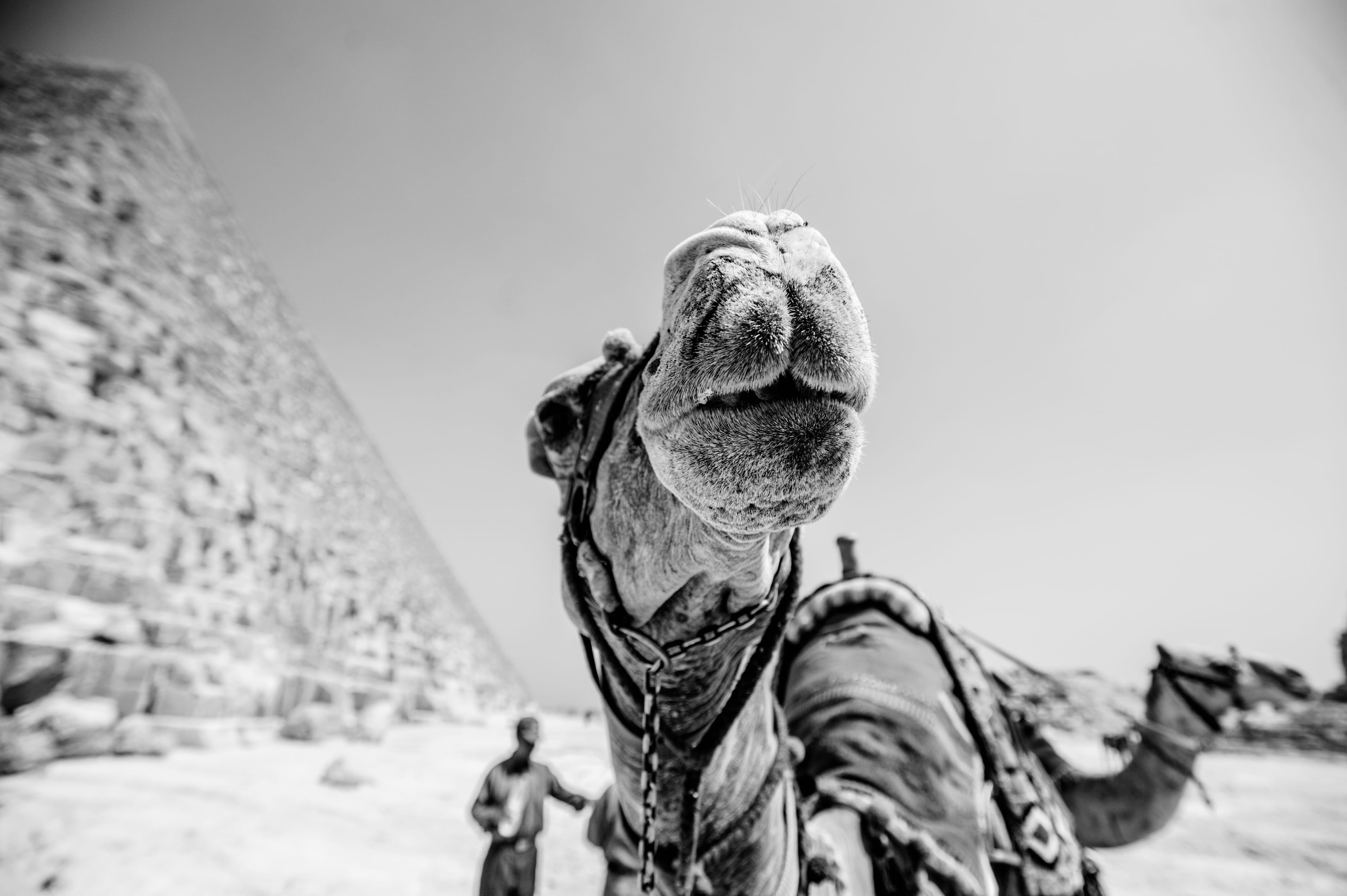 outdoors, adult, clear sky, headshot, animal photography, vertebrate, 4K, one animal, close-up, day, one person, black-and-white, photography, camel, grayscale, HD Wallpaper