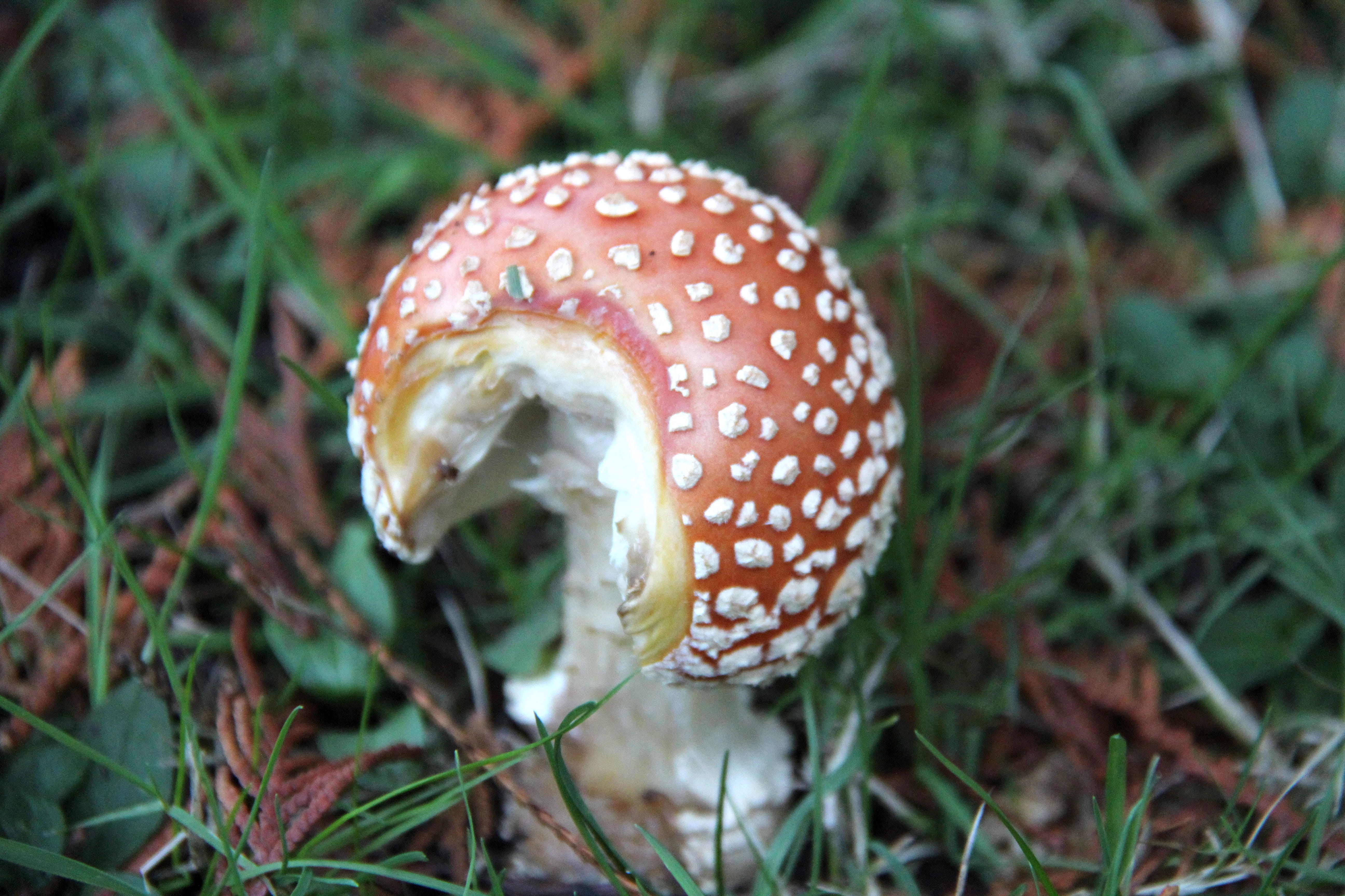 growth, forest, no people, field, vegetable, wild, grass, canada, day, red, bc, port moody, 5K, toadstool, bite, nature, outdoors, white, poisonous, green, HD Wallpaper