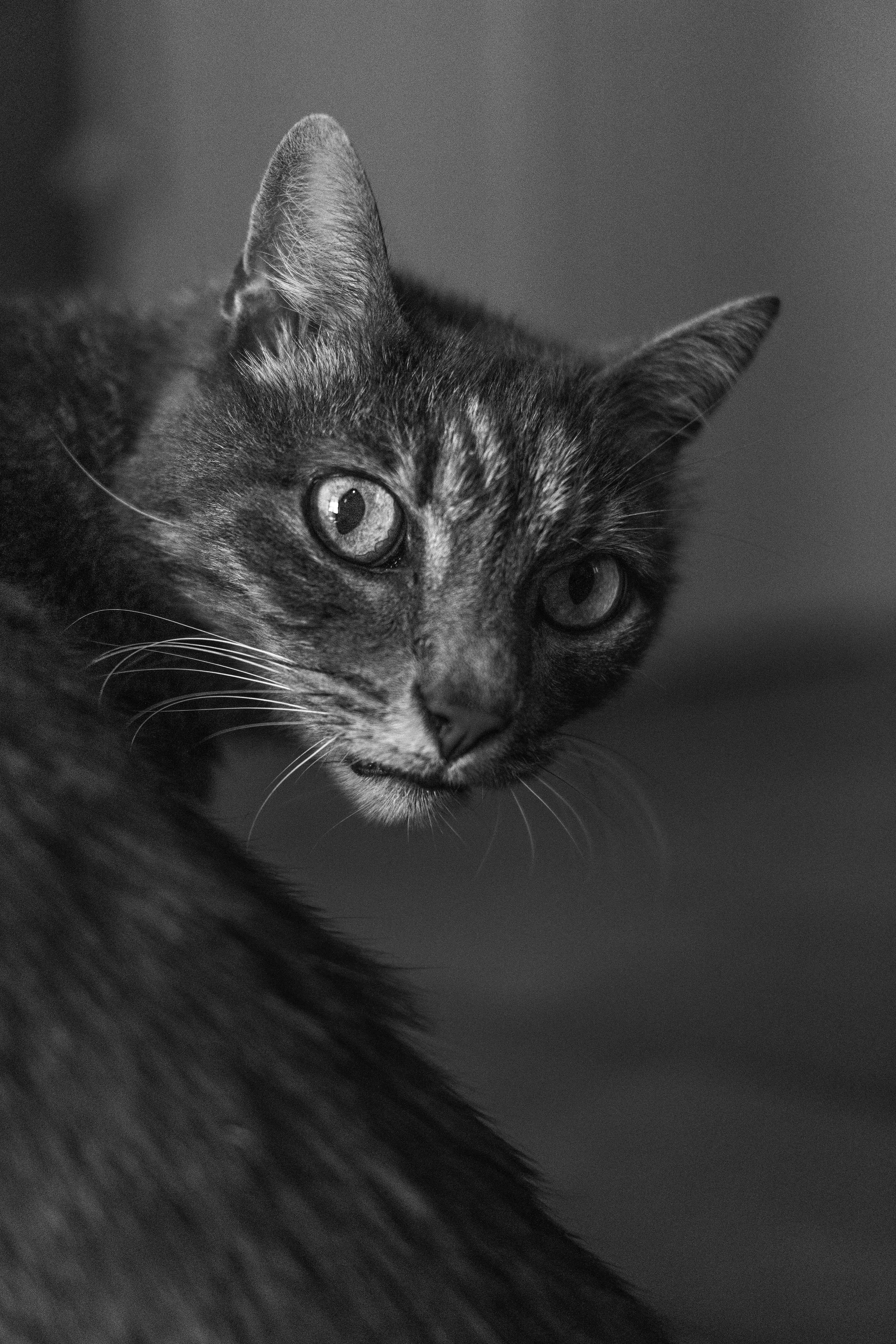 eyes, animal photography, no people, domestic animals, cat, domestic cat, photography, mammal, feline, blur, 5K, black-and-white, focus on foreground, Phone HD Wallpaper