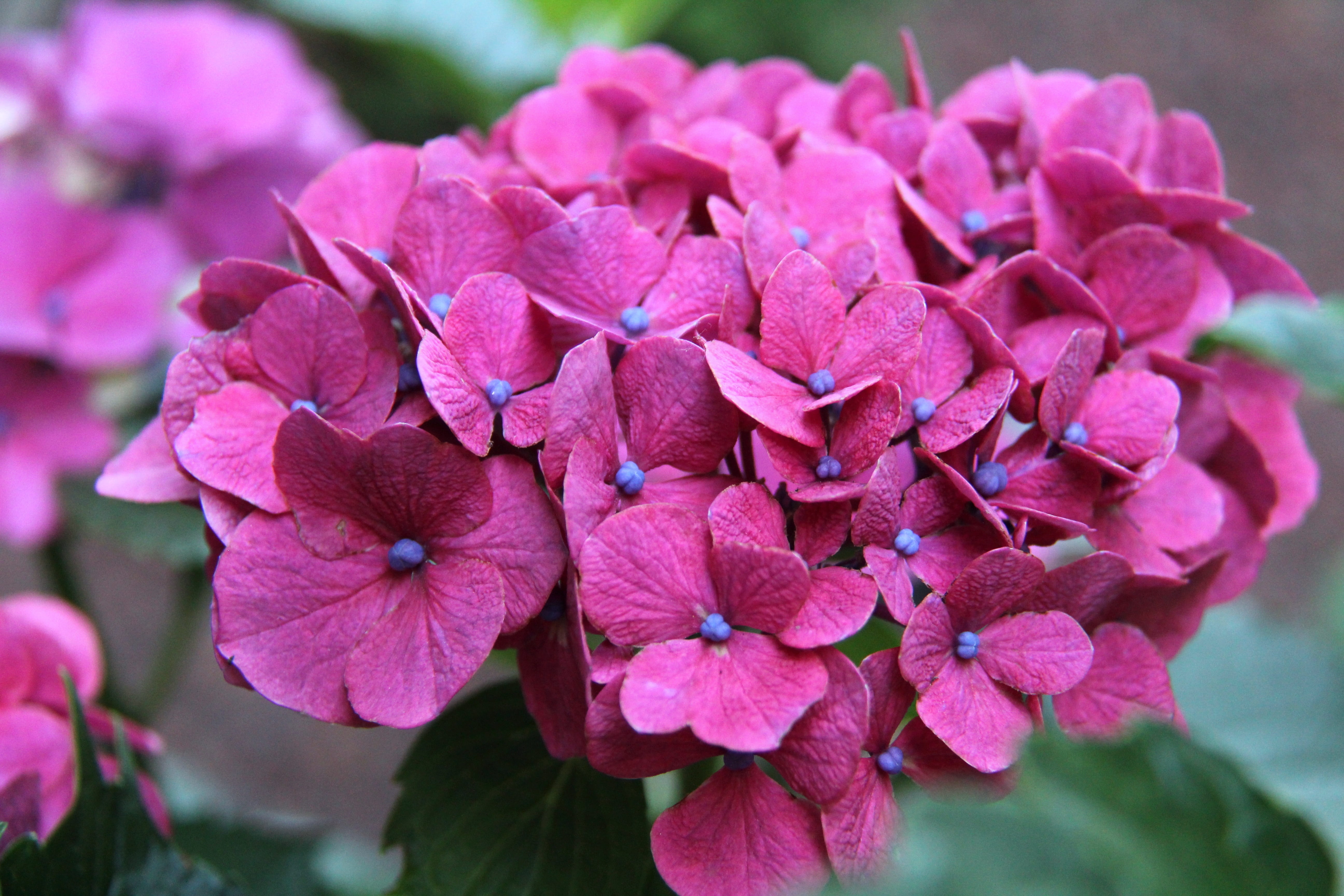 summer, green, lilac, close-up, pollen, beauty in nature, bloom, flower, garden, fragility, day, 5K, petal, freshness, hydrangea, color, pink, vulnerability, HD Wallpaper
