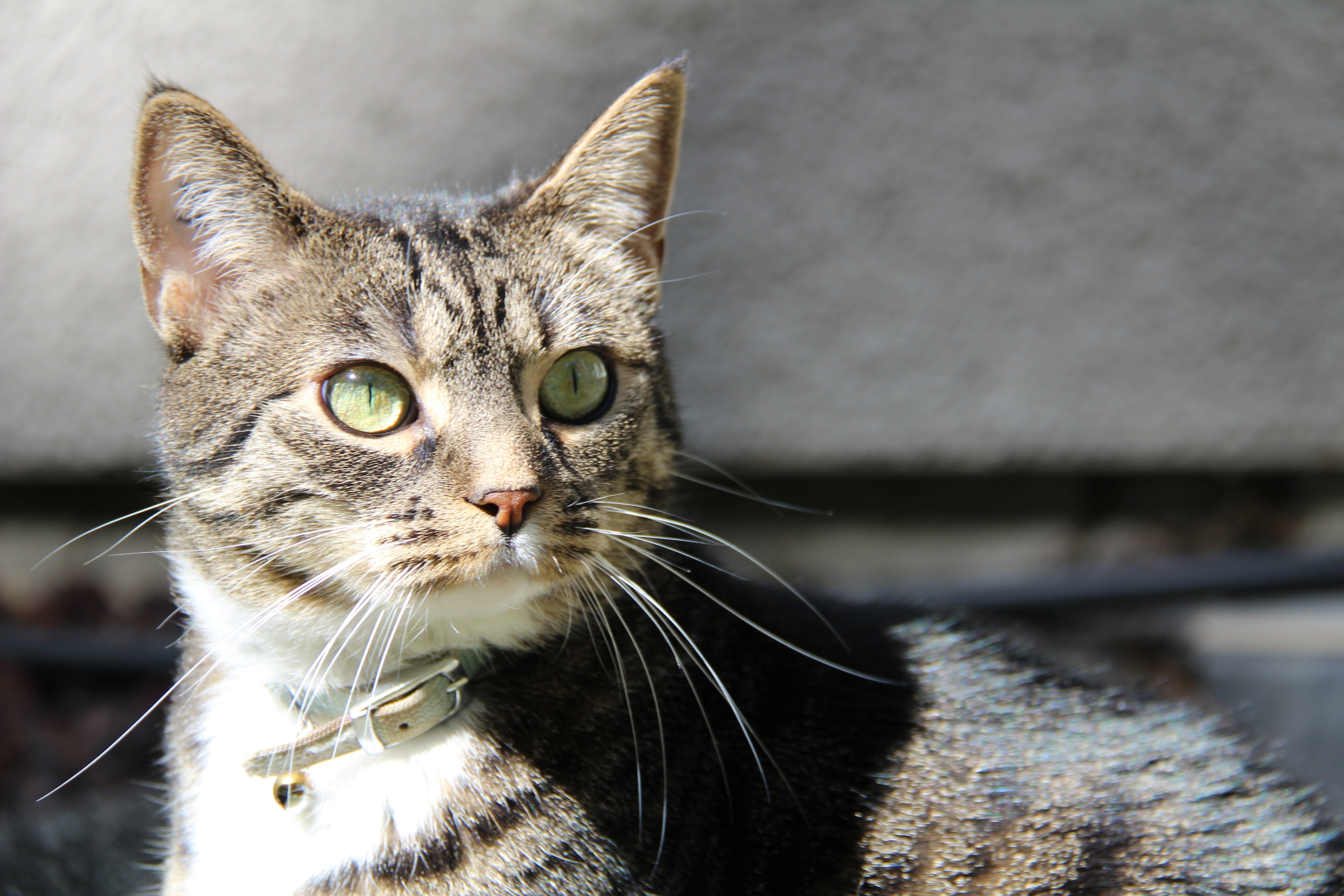 no people, day, domestic, surprised, purr, outdoor, looking away, whisker, yellow eyes, attention, looking, 5K, canada, bc, look, animal themes, one animal, HD Wallpaper
