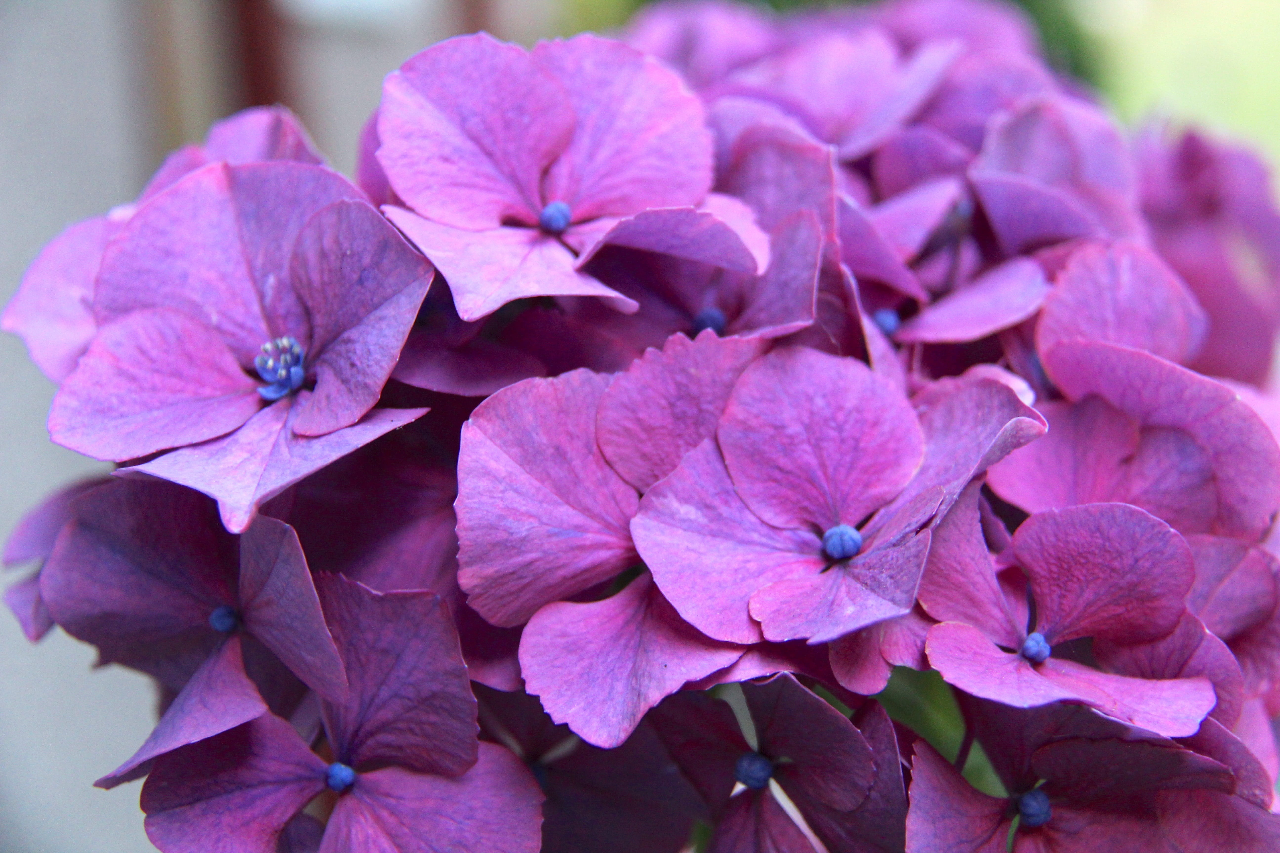 floral, flower, petal, hydrangea, leaf, growth, beauty in nature, focus on foreground, purple, summer, canada, 5K, pattern, fragility, nature, port moody, HD Wallpaper