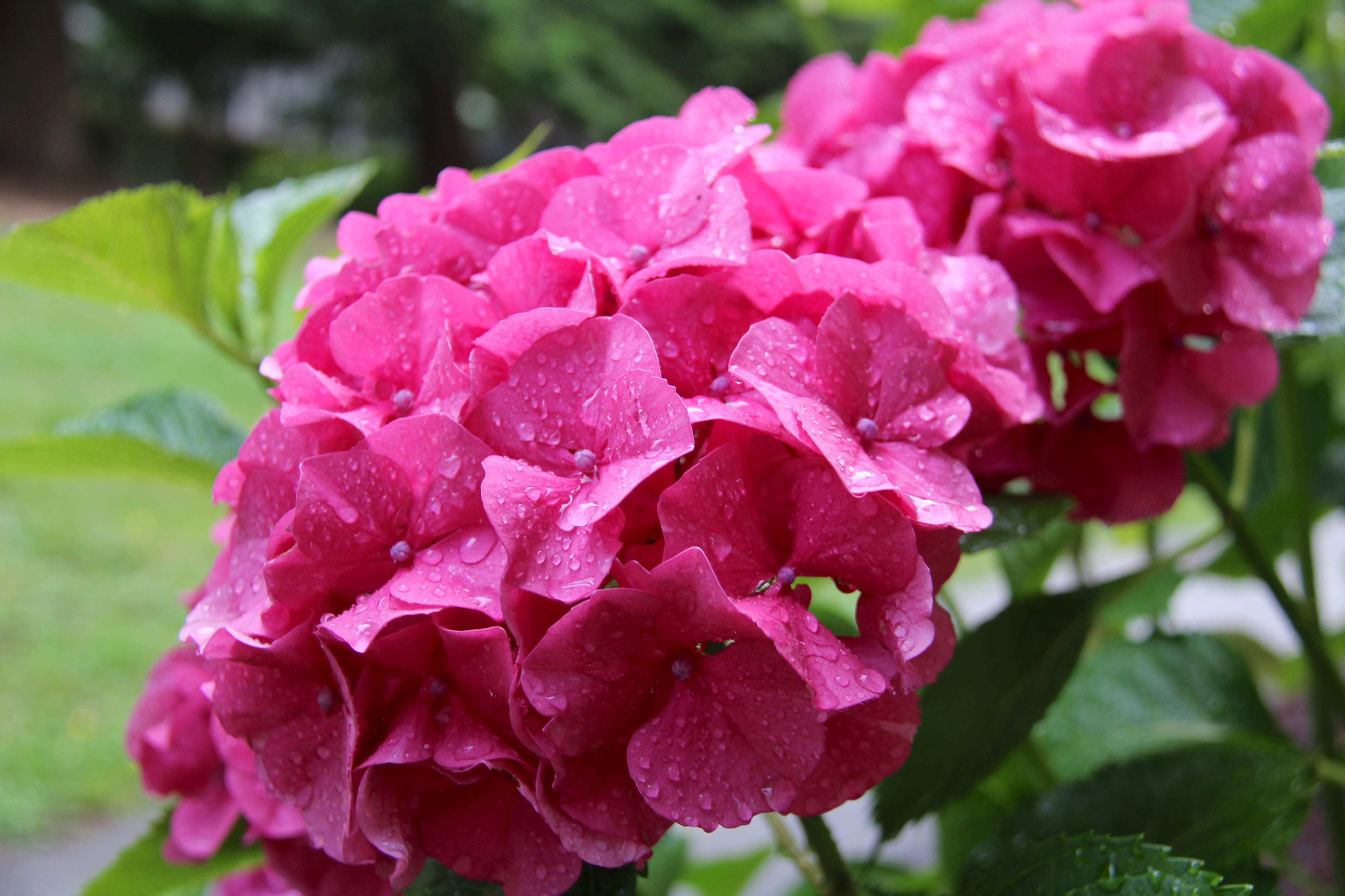 growth, bc, no people, inflorescence, flower head, summer, garden, rose, purple, blooming, water, green, plant part, springtime, floral, nature, drop, port moody, HD Wallpaper