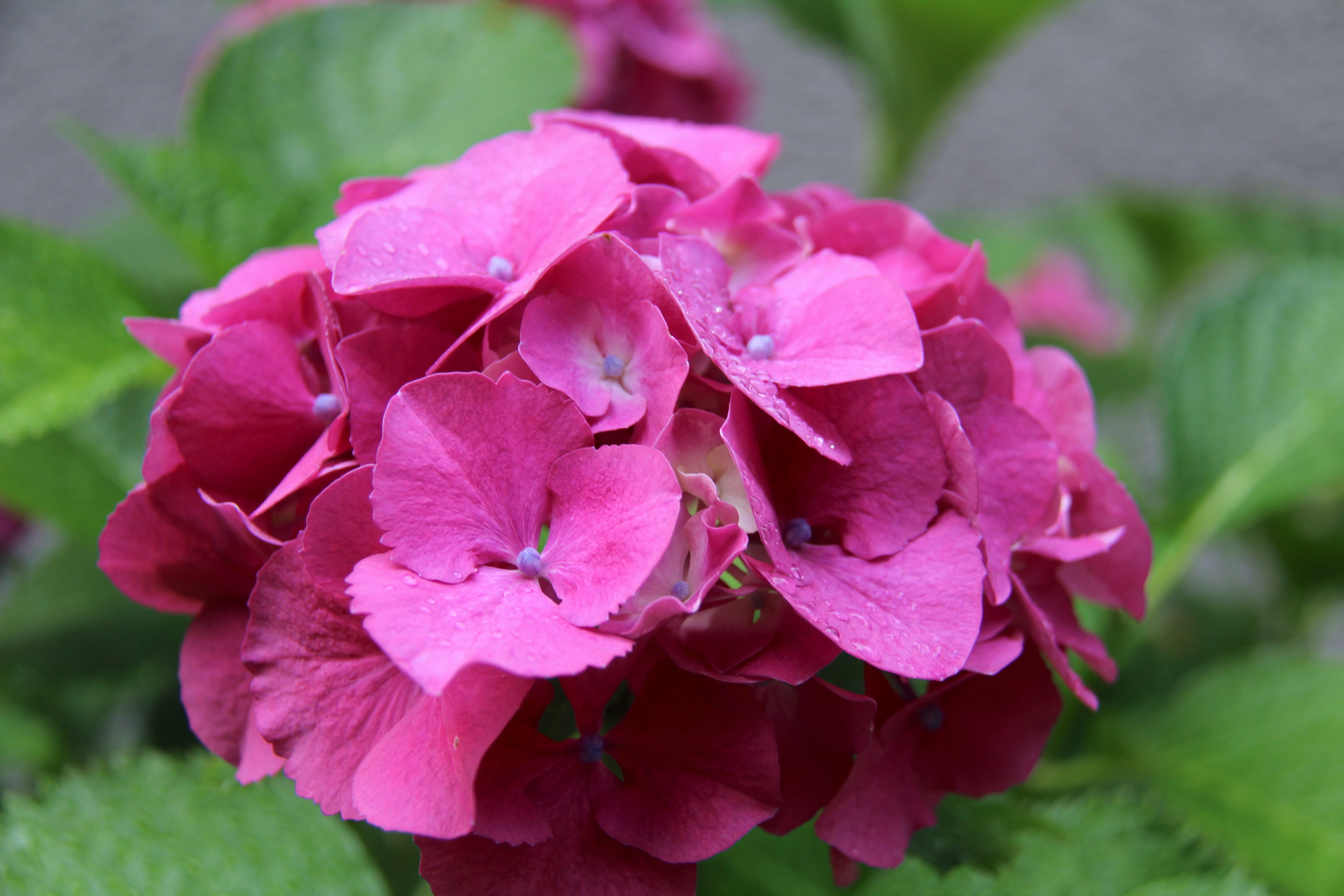 flower, pink color, outdoors, 5K, garden, bunch of flowers, nature, leaf, colour, summer, purple, petal, focus on foreground, port moody, close-up, beauty in nature, HD Wallpaper