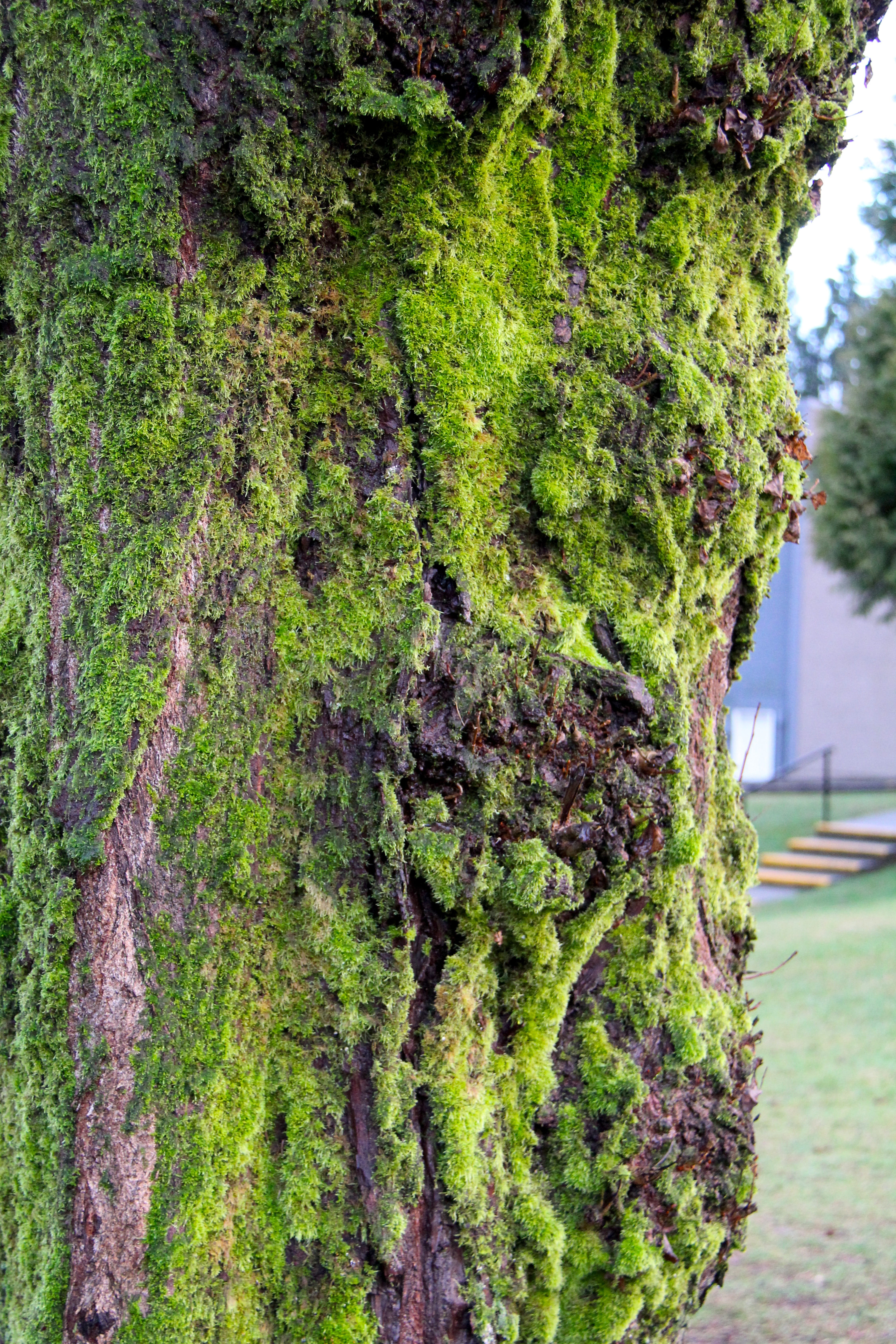day, green color, season, tree trunk, 5K, color, close-up, port moody, environment, moss, ivy, lichen, bark, park, flora, textured, wood, covering, tree, Phone HD Wallpaper
