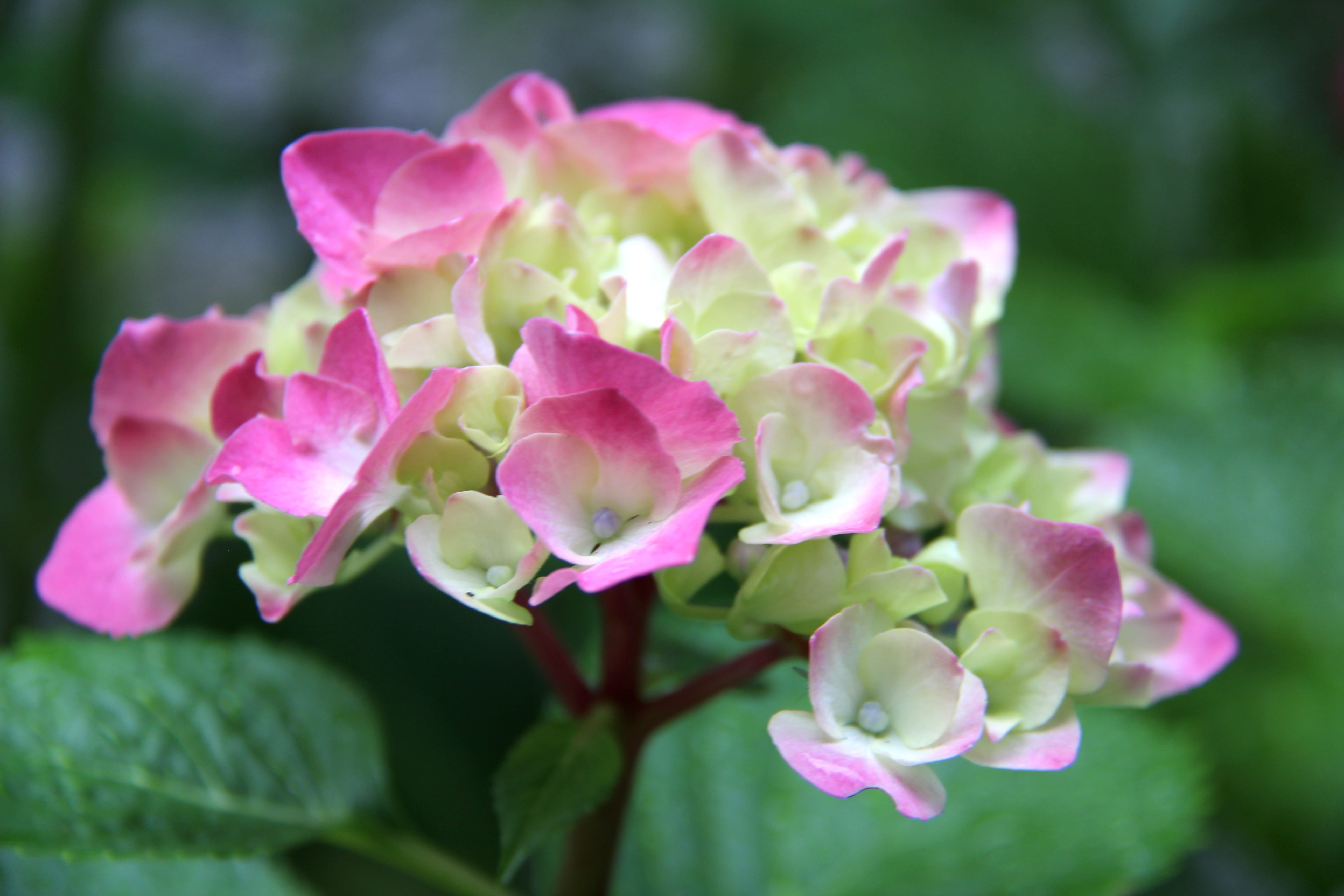 inflorescence, freshness, pink color, port moody, day, plant, fragility, flowering plant, outdoors, 5K, canada, beauty in nature, color, vulnerability, HD Wallpaper