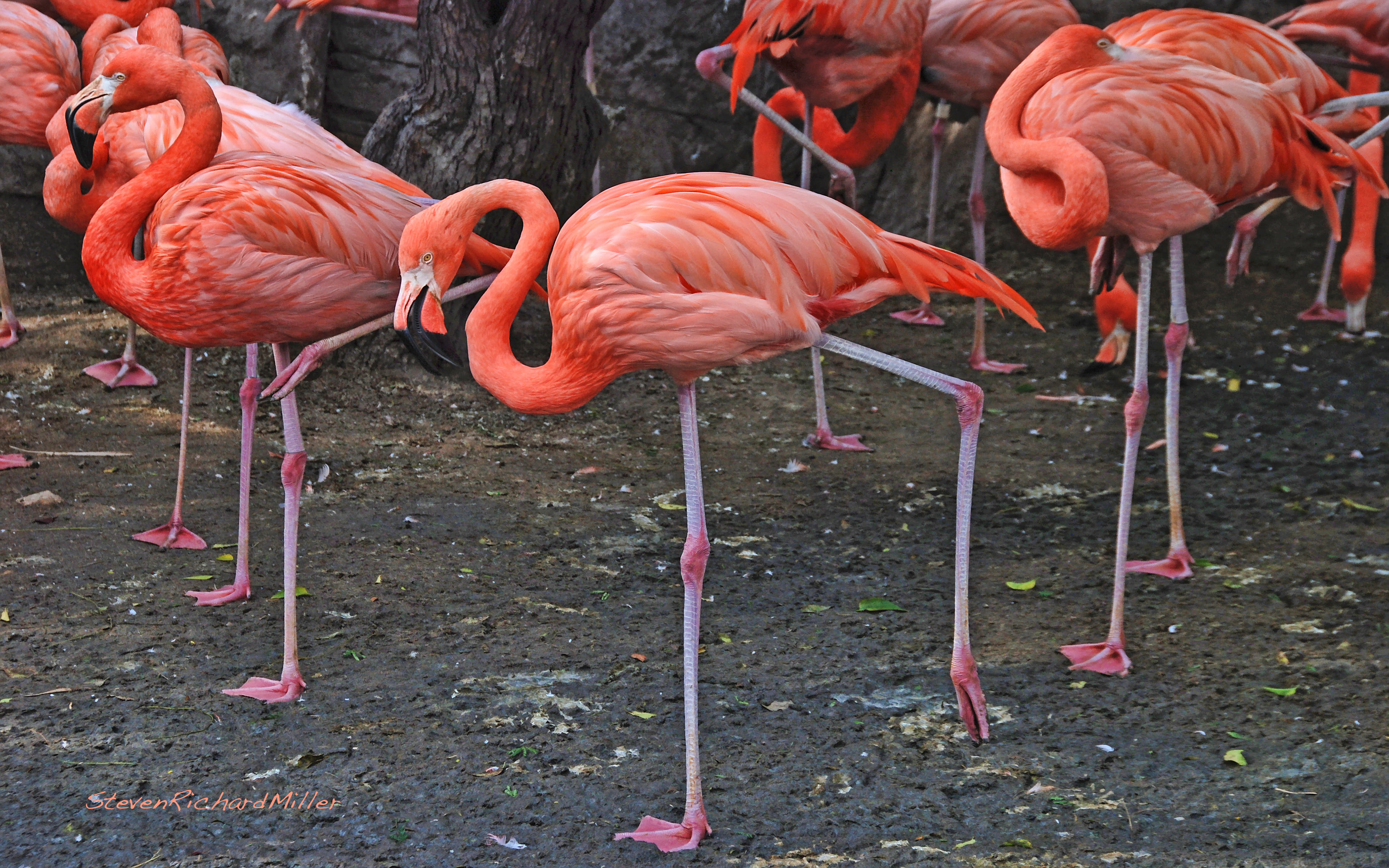 stand, pink color, land, no people, zoology, reason, nature, one, vertebrate, animal, freshwater bird, 4K, day, animal themes, orange color, flock of birds, HD Wallpaper