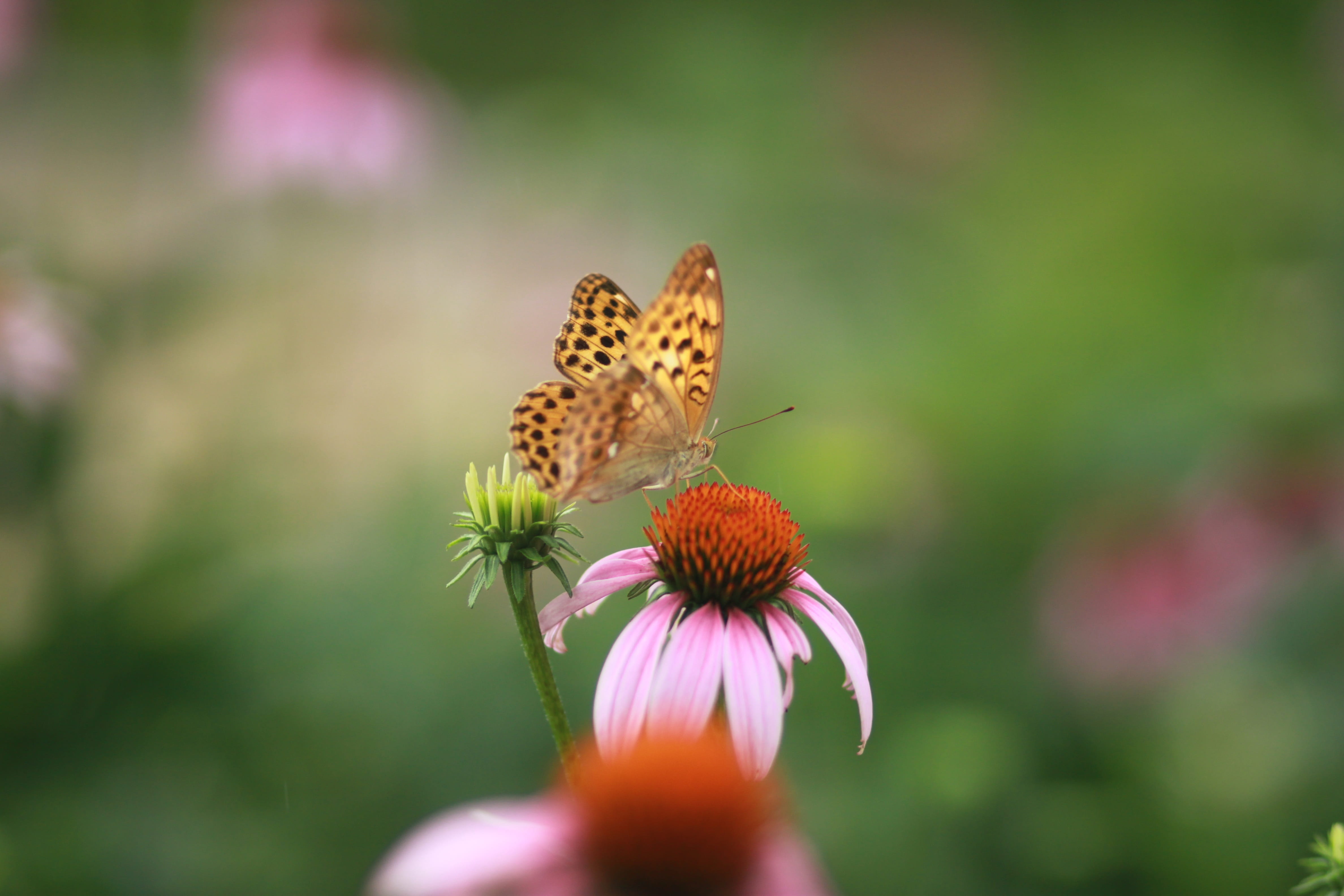 plant, animal themes, animal, outdoors, animal wing, vulnerability, growth, plants, insect, butterfly, often a database to find, flower, pollination, flowers, HD Wallpaper