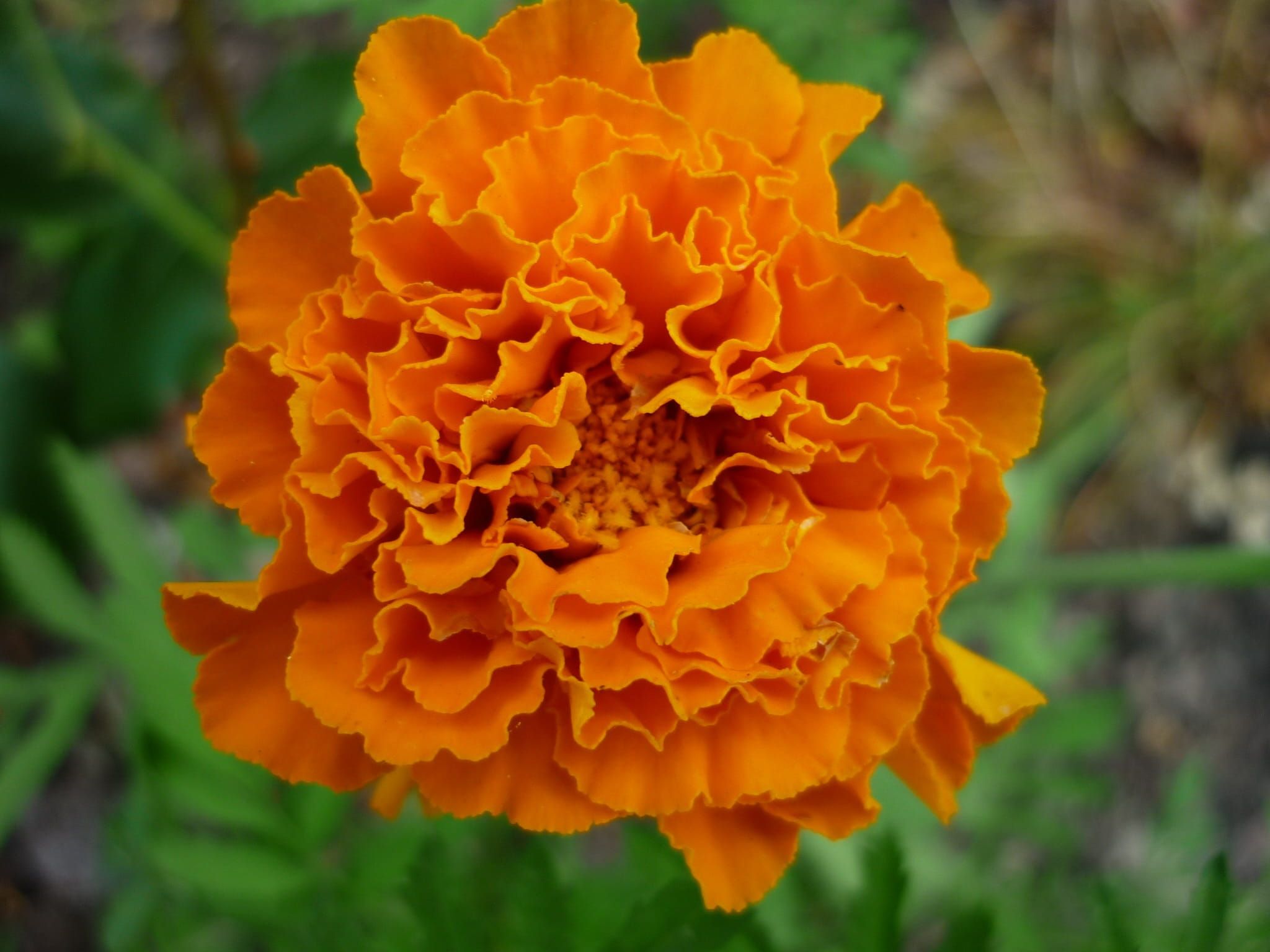 petal, softness, fragility, close, yellow orange, focus on foreground, beauty in nature, outdoors, plant, 1080P, often, garden plant, Blossom, orange color, HD Wallpaper