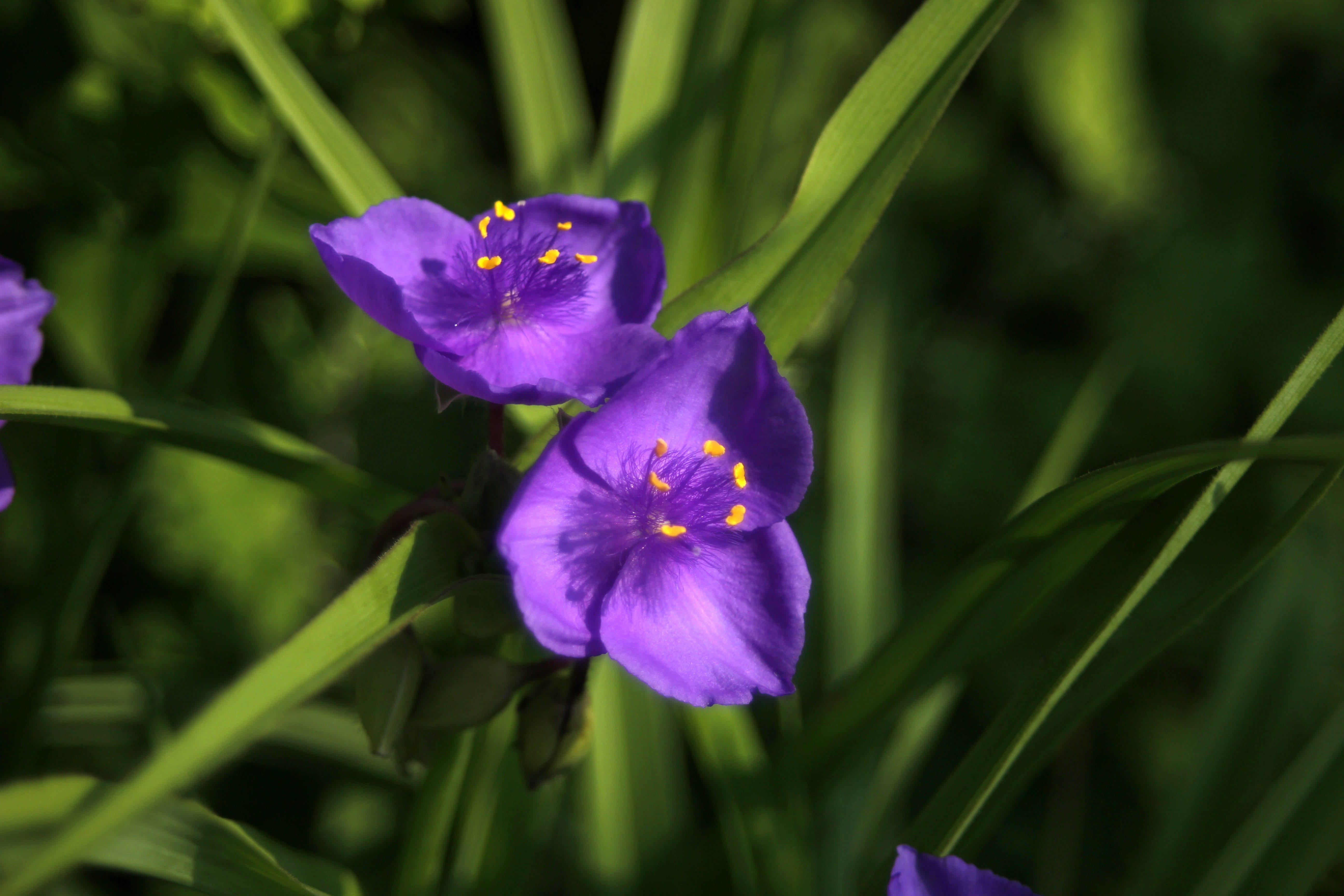 petal, of plants, vulnerability, nature, inflorescence, beautiful, irises, plant part, plant, flowerbed, outdoors, leaf, spring, flower head, purple, day, HD Wallpaper