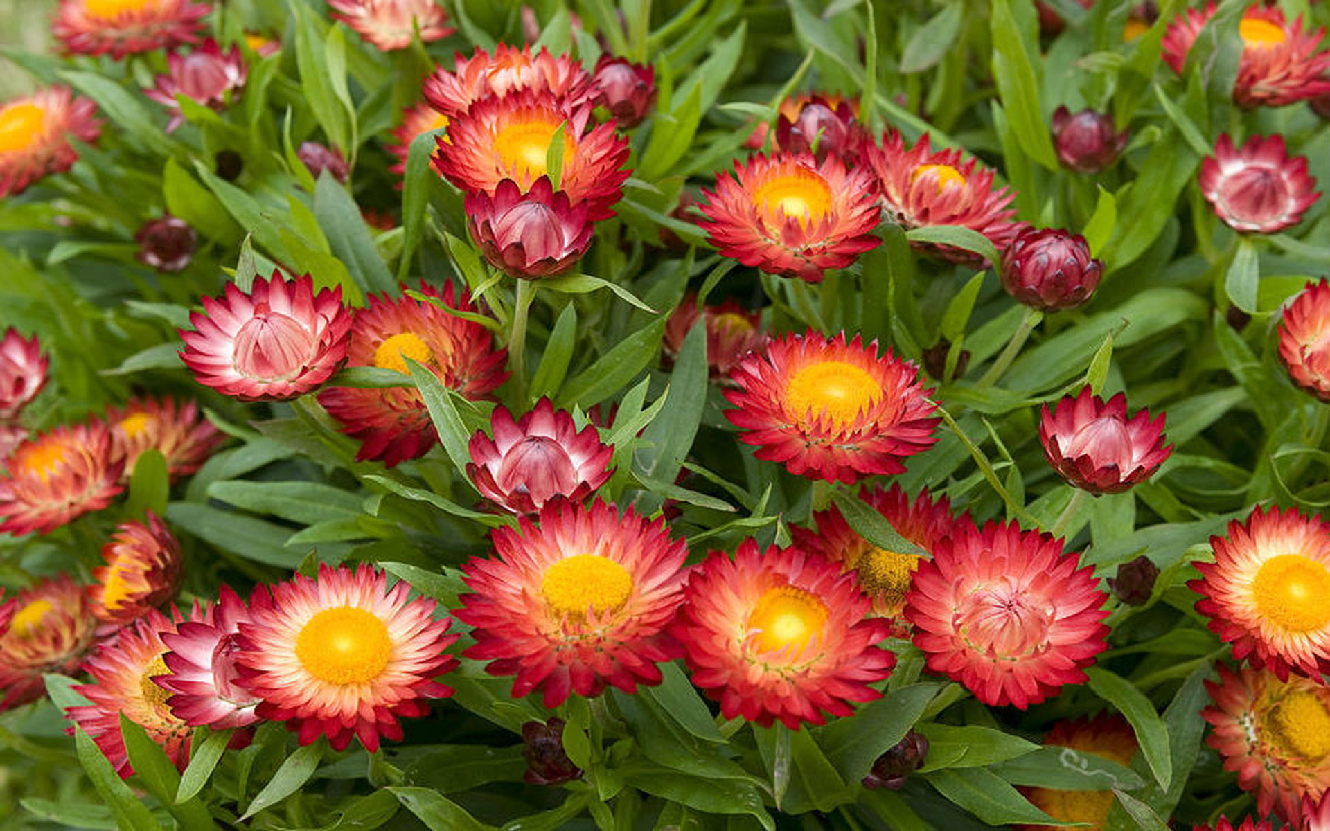 provide, moisture, desktop, watering, immortal, 1080P, sufficient, backgrounds, chrysanthemum, often, flowers, HD Wallpaper