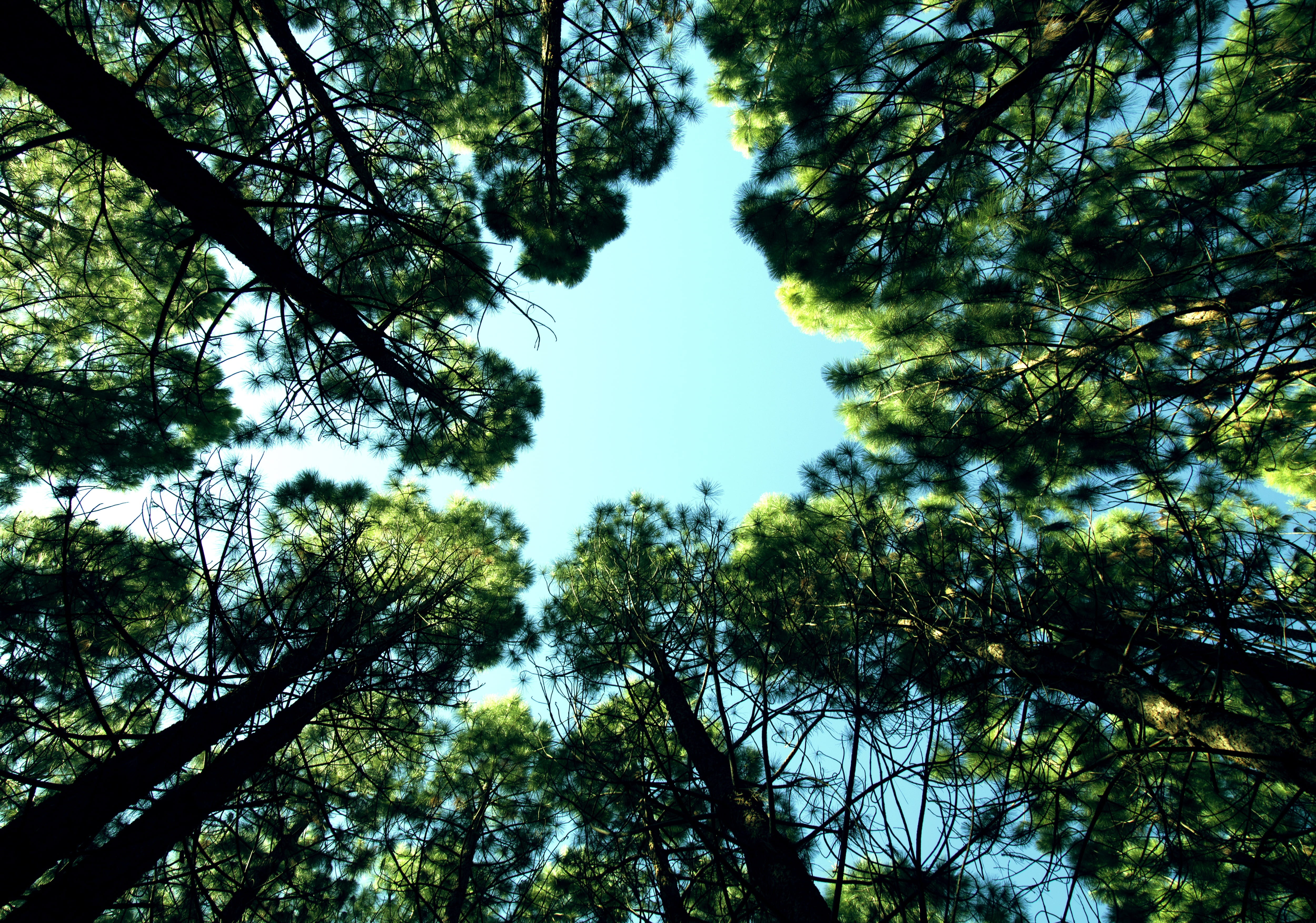 optimism, arms, outdoor, sky, 4K, clouds, up, joy, optimistic, directly below, woodland, growth, success, space, coniferous tree, forest, people, summer, HD Wallpaper