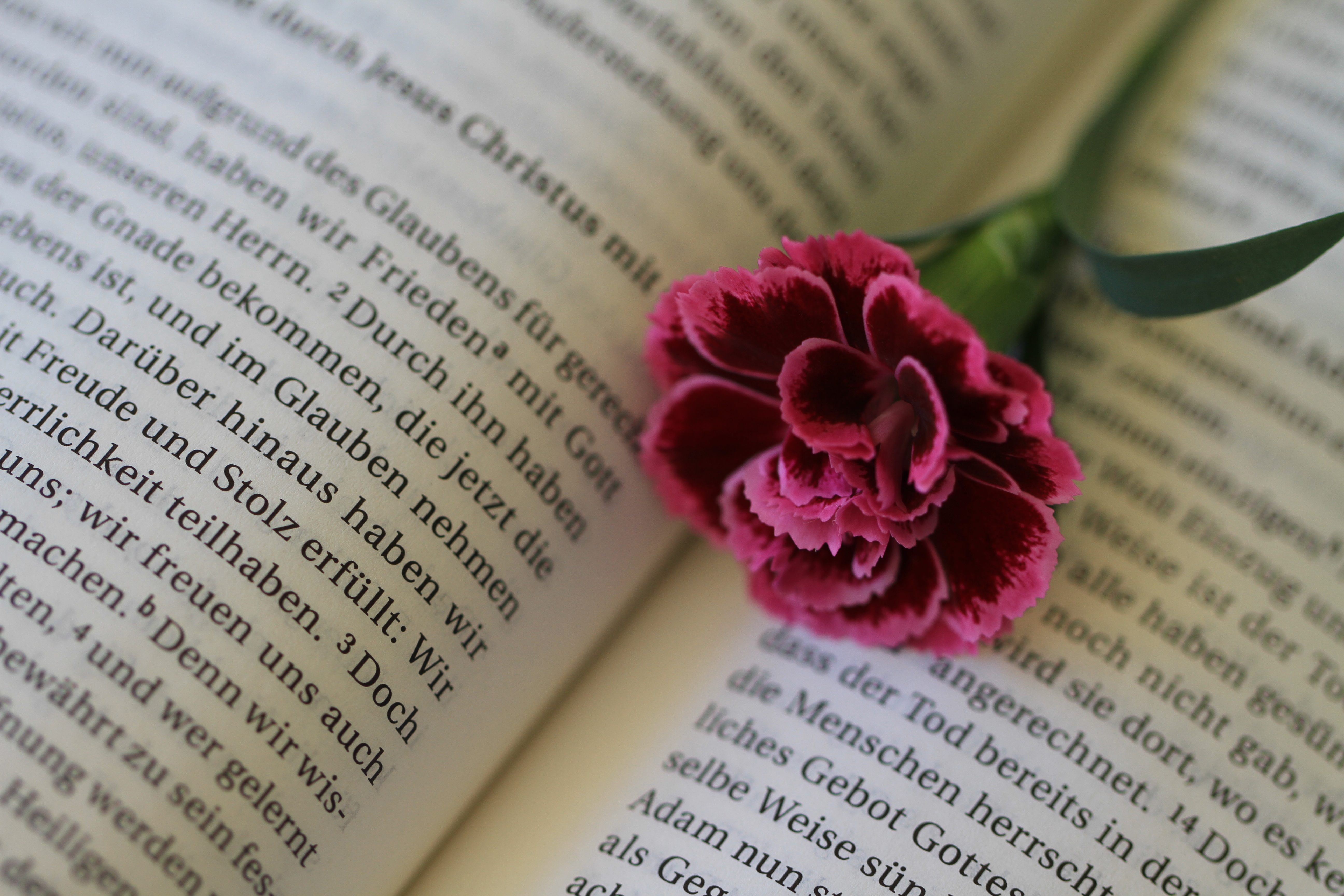 indoors, selective focus, text, flower, fragility, literature, vulnerability, blossom, read, book, paper, christianity, flower head, religious Text, flowering plant, HD Wallpaper