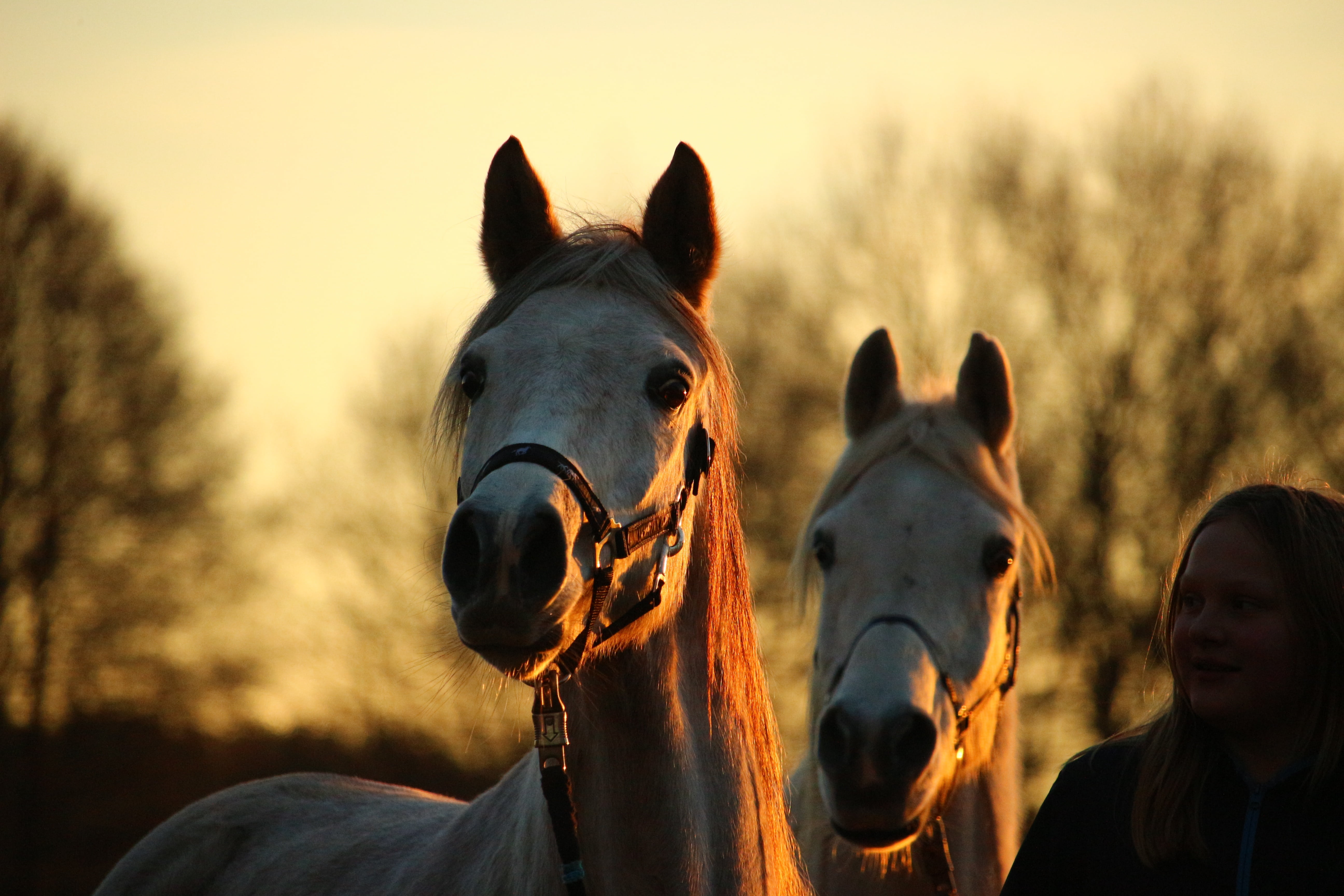 evening sky, no people, plant, evening light, animal wildlife, dusk, two, sunset, 5K, nature, horses, animal, focus on foreground, afterglow, livestock, HD Wallpaper