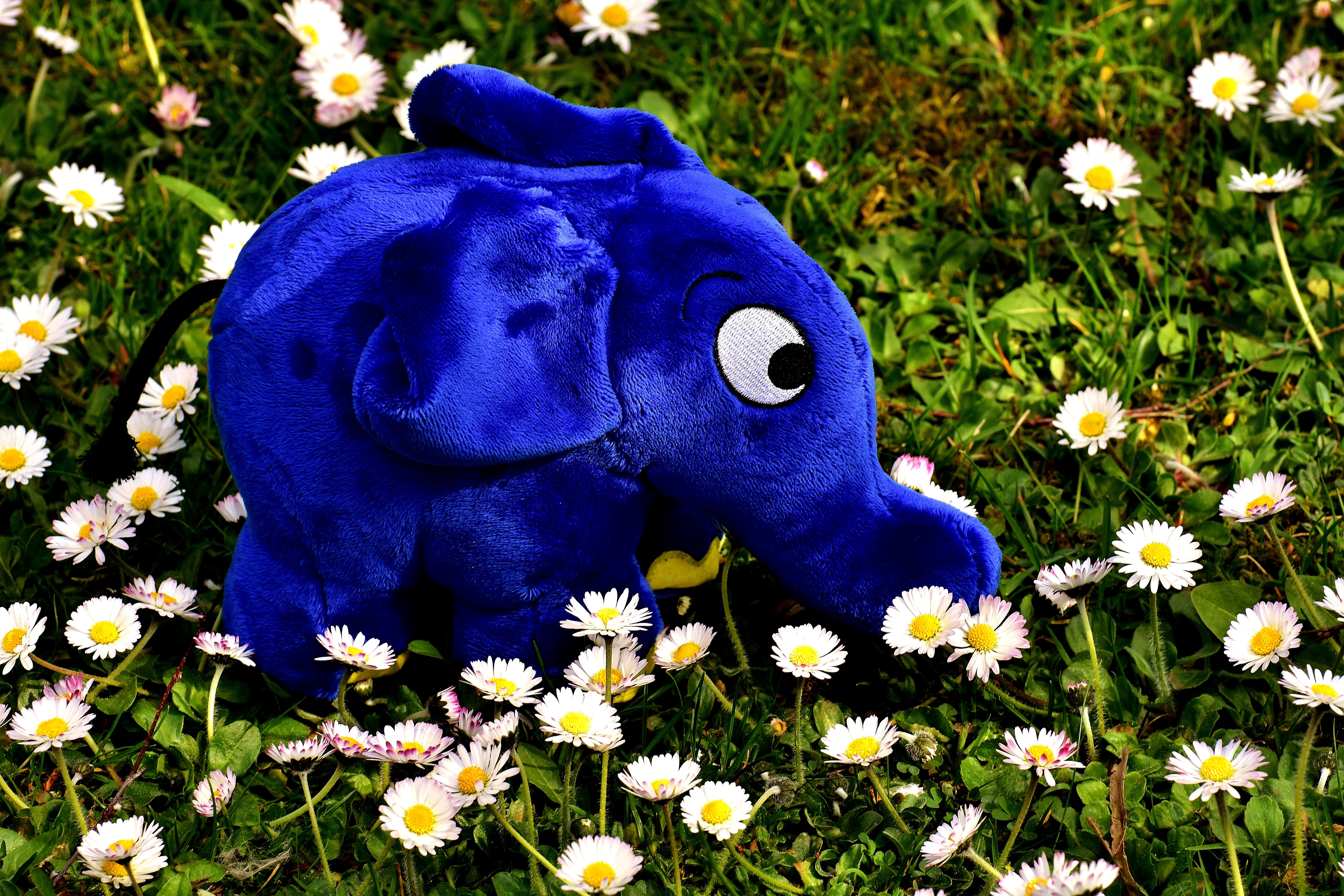 stuffed animal, soft toy, elephant, day, broadcast with the mouse, cute, toys, beauty in nature, close-up, flower, toy, blue, freshness, no people, representation, HD Wallpaper