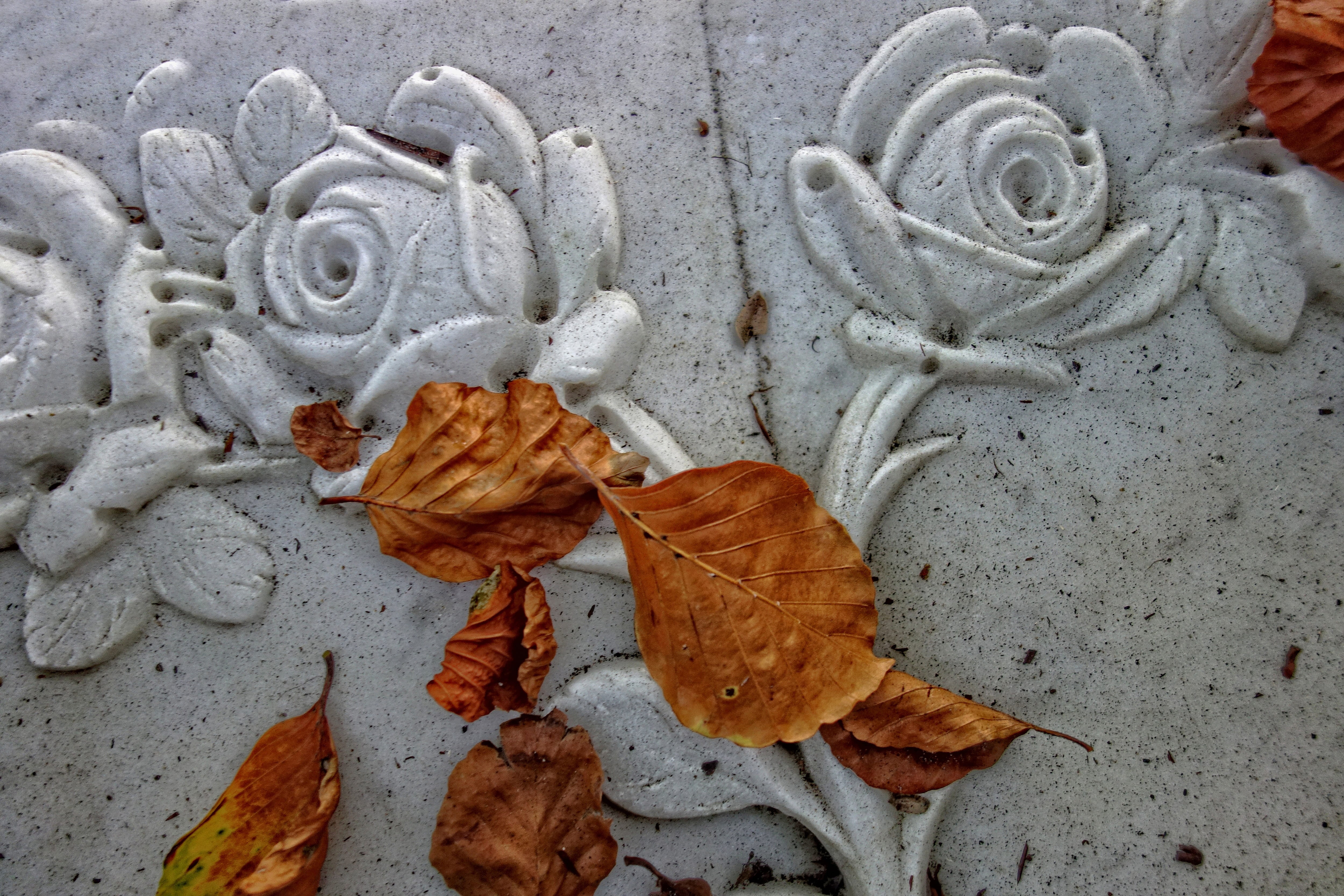 nature, stone rose, 4K, rose, creativity, winter, wall - building feature, floral pattern, autumn, outdoors, plant, ornament, plant part, decoration, change, HD Wallpaper