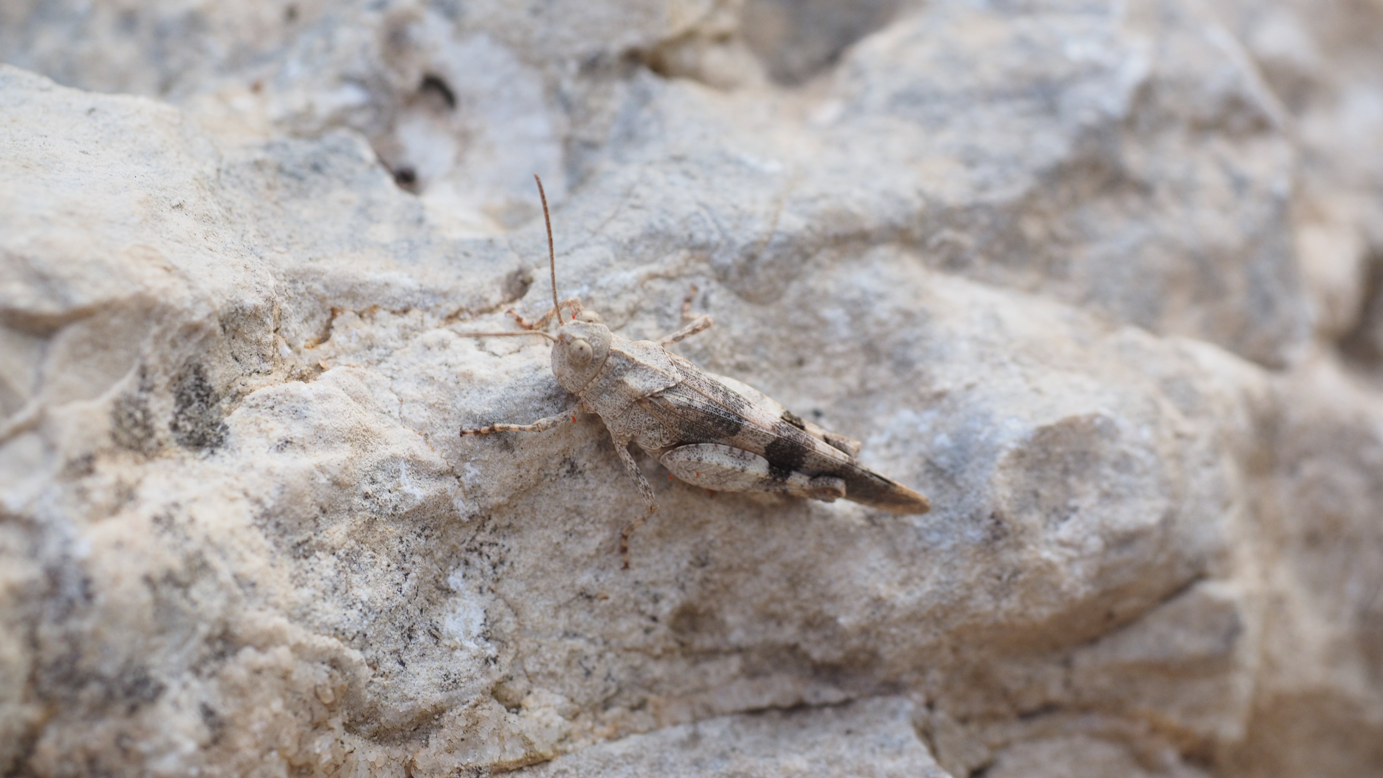 nature, rock - object, striped, animal wildlife, locust, outdoors, rock, close, plage, standing, oedipodinae, grey, animal themes, solid, camouflage, insect, HD Wallpaper