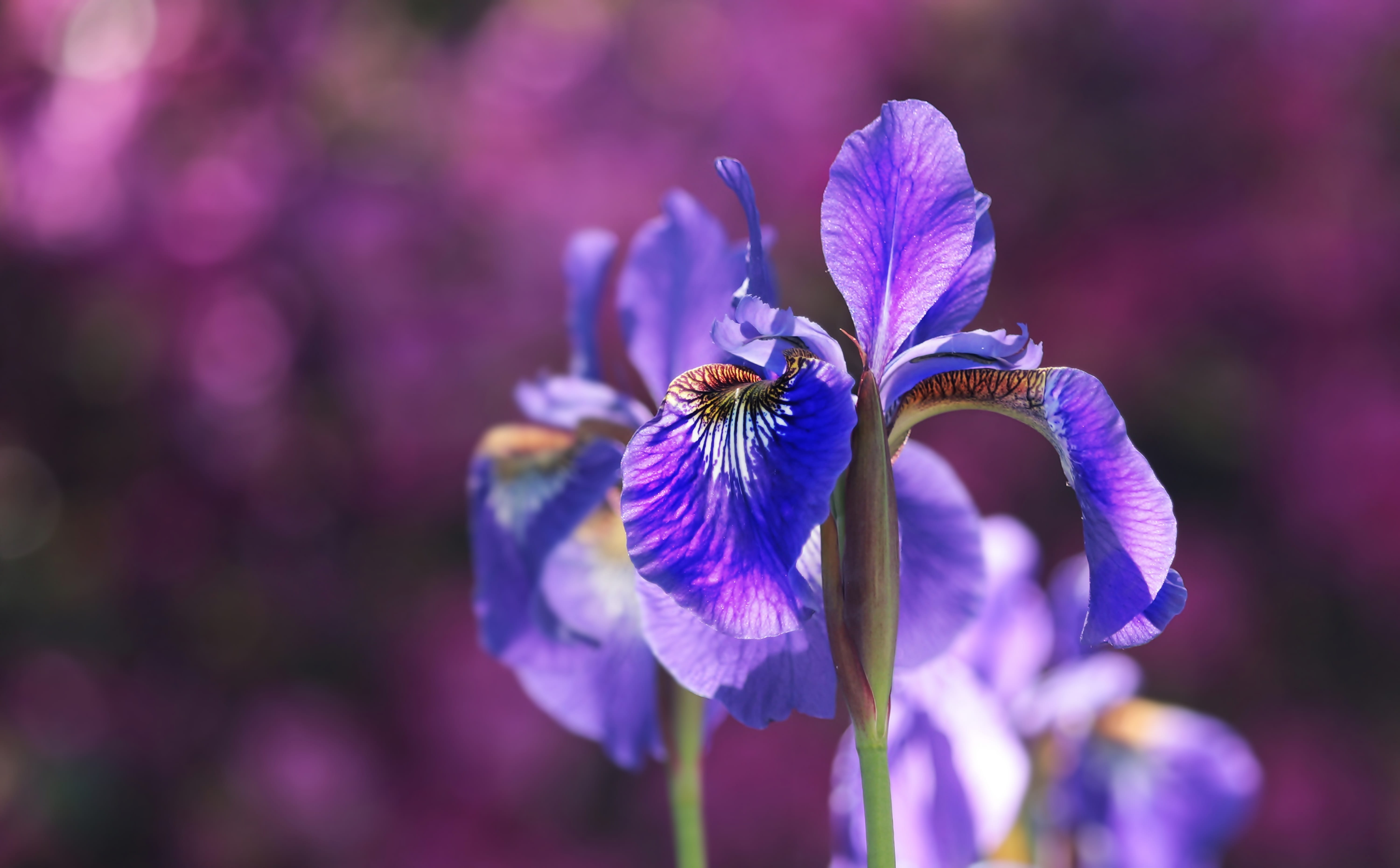 inflorescence, postcard, 5K, garden, freshness, flowers, dark purple, flower, close-up, flowering plant, ornamental flower, selective, plant, spell card, HD Wallpaper