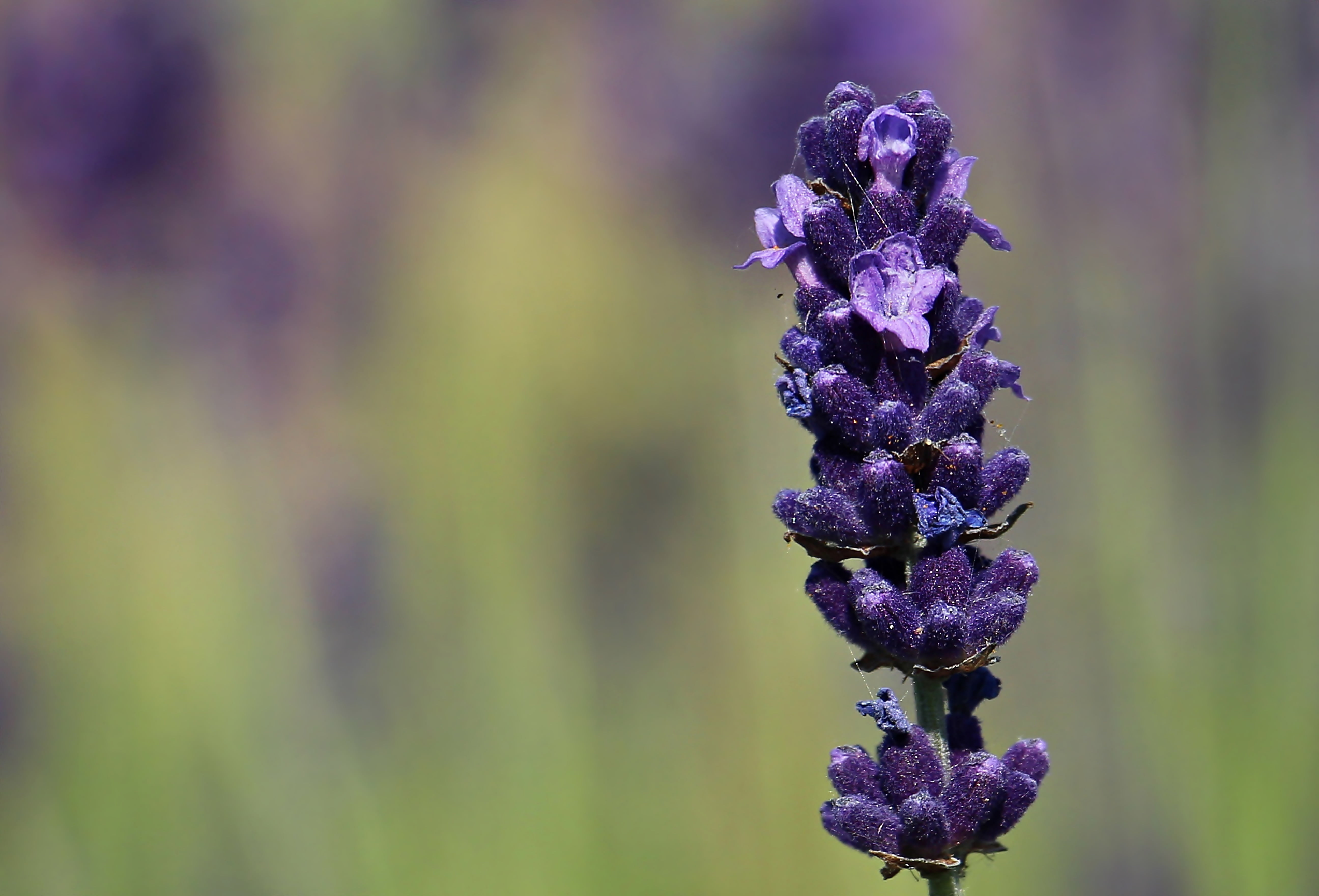 flower head, fragility, flower, purple, flora, animal wildlife, close-up, postcard, summer, spell card, blossomed, day, violet, inflorescence, no people, HD Wallpaper