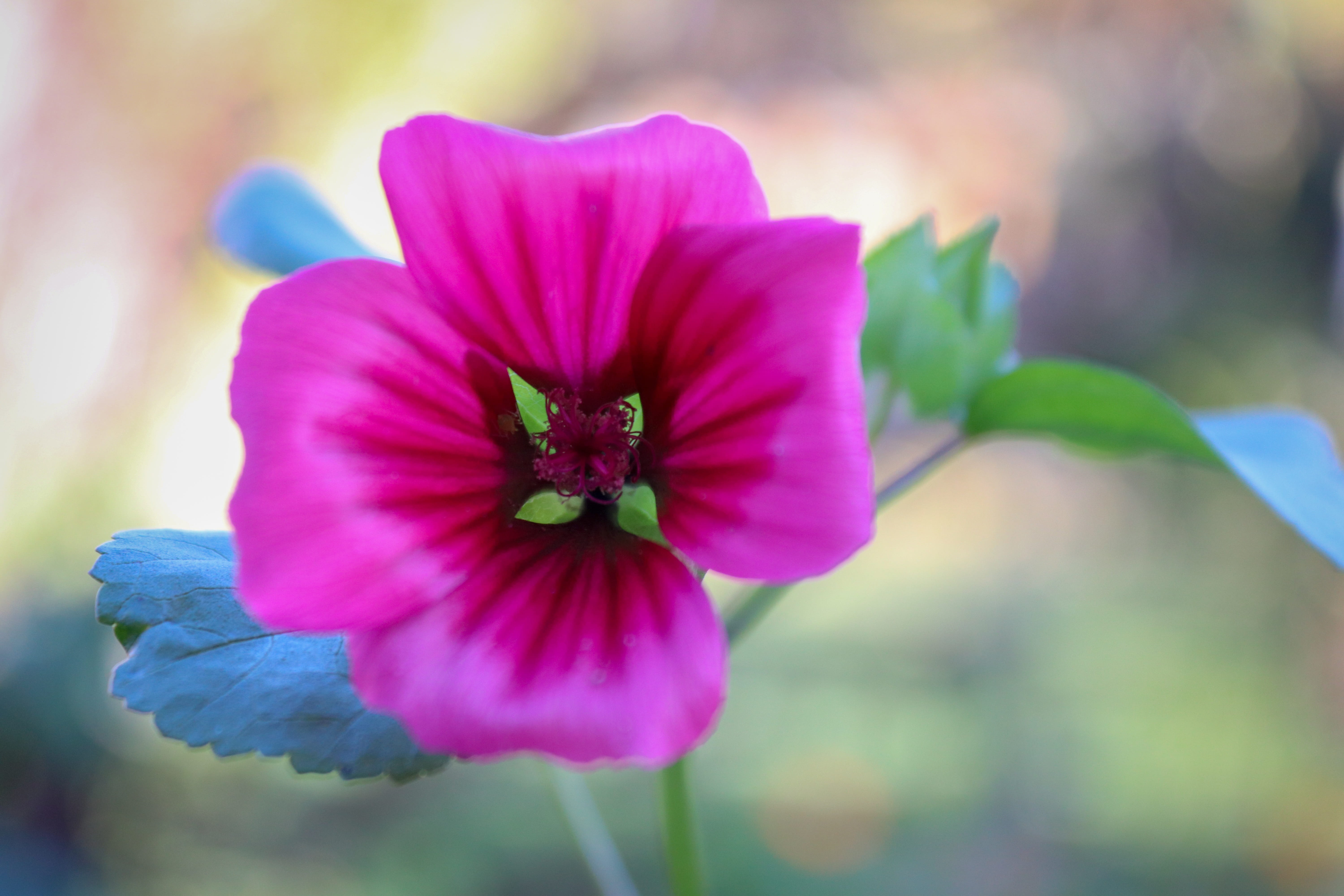 growth, petals, vulnerability, flowering plant, 5K, garden, fragility, day, selective focus, greeting card, postcard, spell card, plant, macro, no people, HD Wallpaper