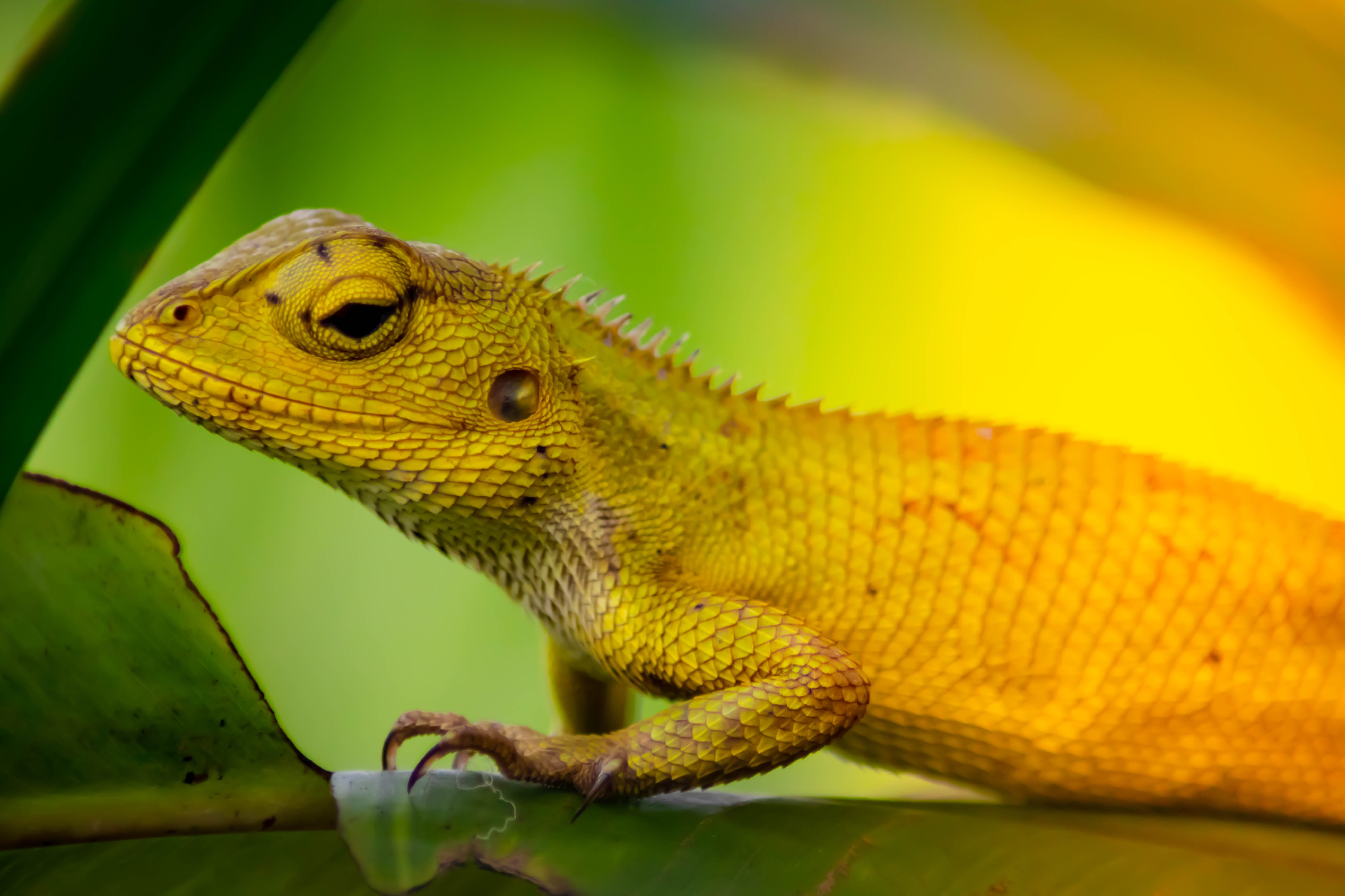 leaf, portrait, wildlife, attica, isolated, yellow, park, vertebrate, animal wildlife, animal body part, outdoors, scenery, close-up, young, nature, animal themes, HD Wallpaper