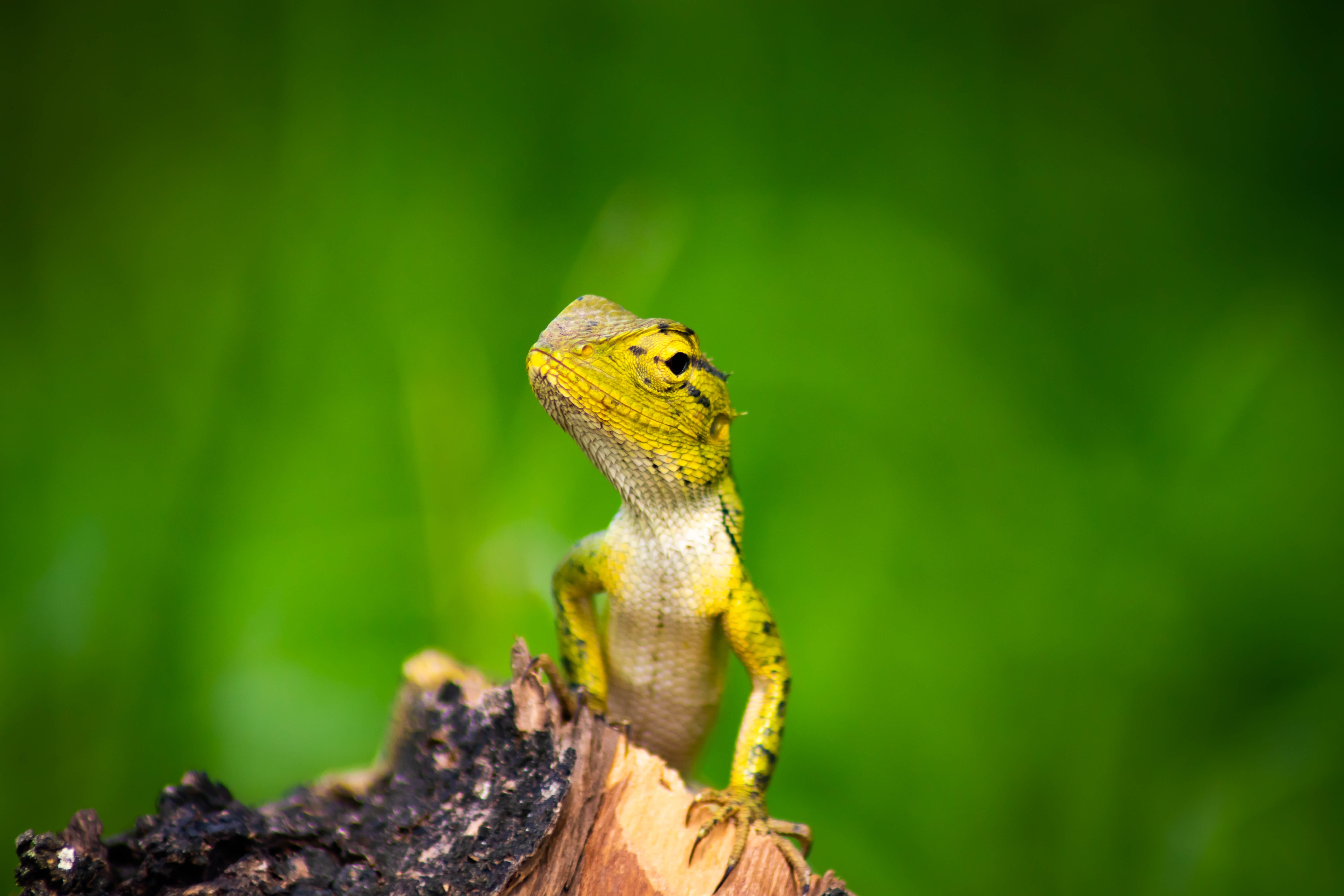 adapt, portrait, 5K, bark, plant, green color, chameleon, focus on foreground, lizard, adaptation, one animal, reptile, animal wildlife, looking away, HD Wallpaper
