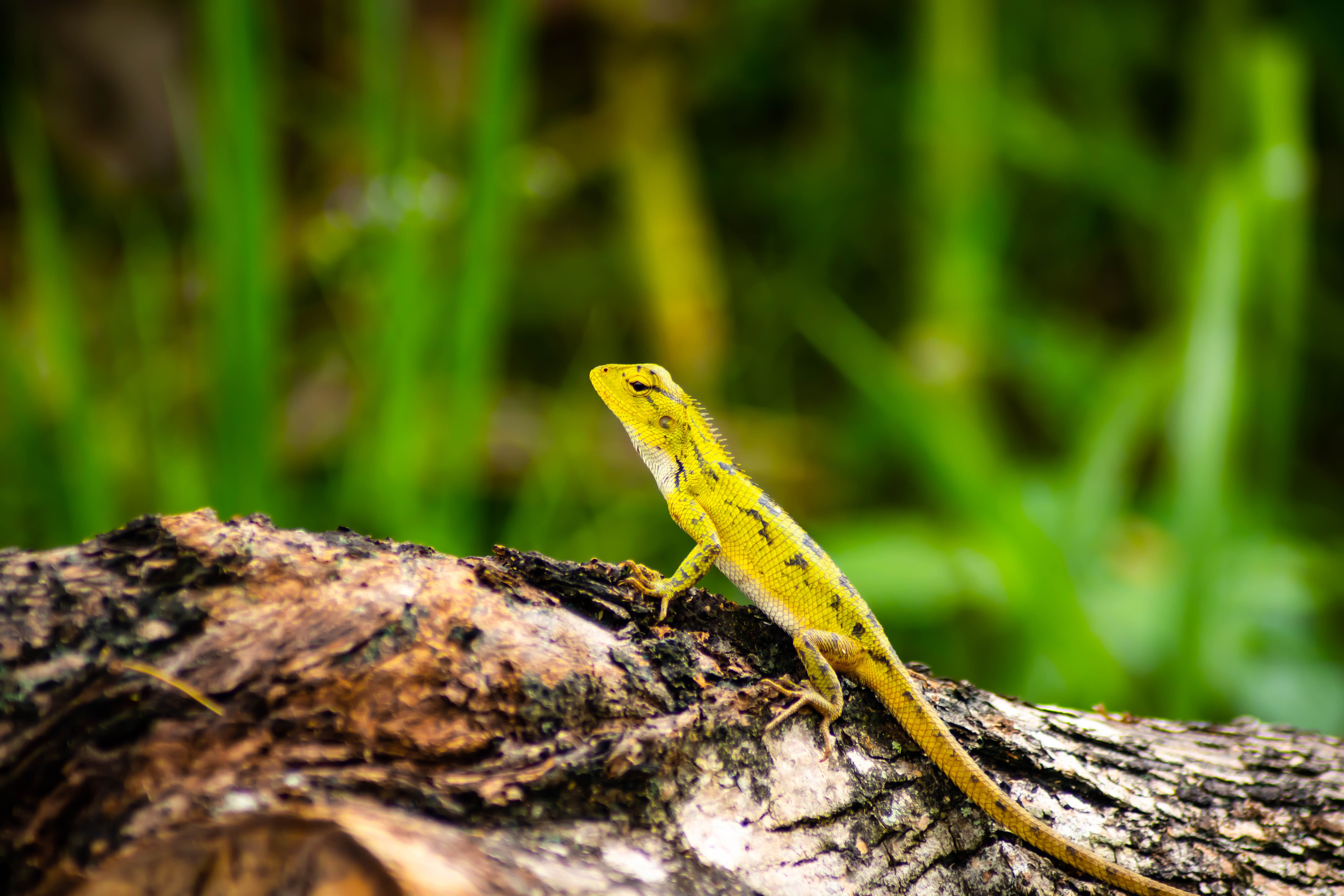 animal themes, no people, animals in the wild, closeup, day, beautiful, portrait, botany, nature, young, isolated, black, selective focus, tree trunk, wildlife, HD Wallpaper