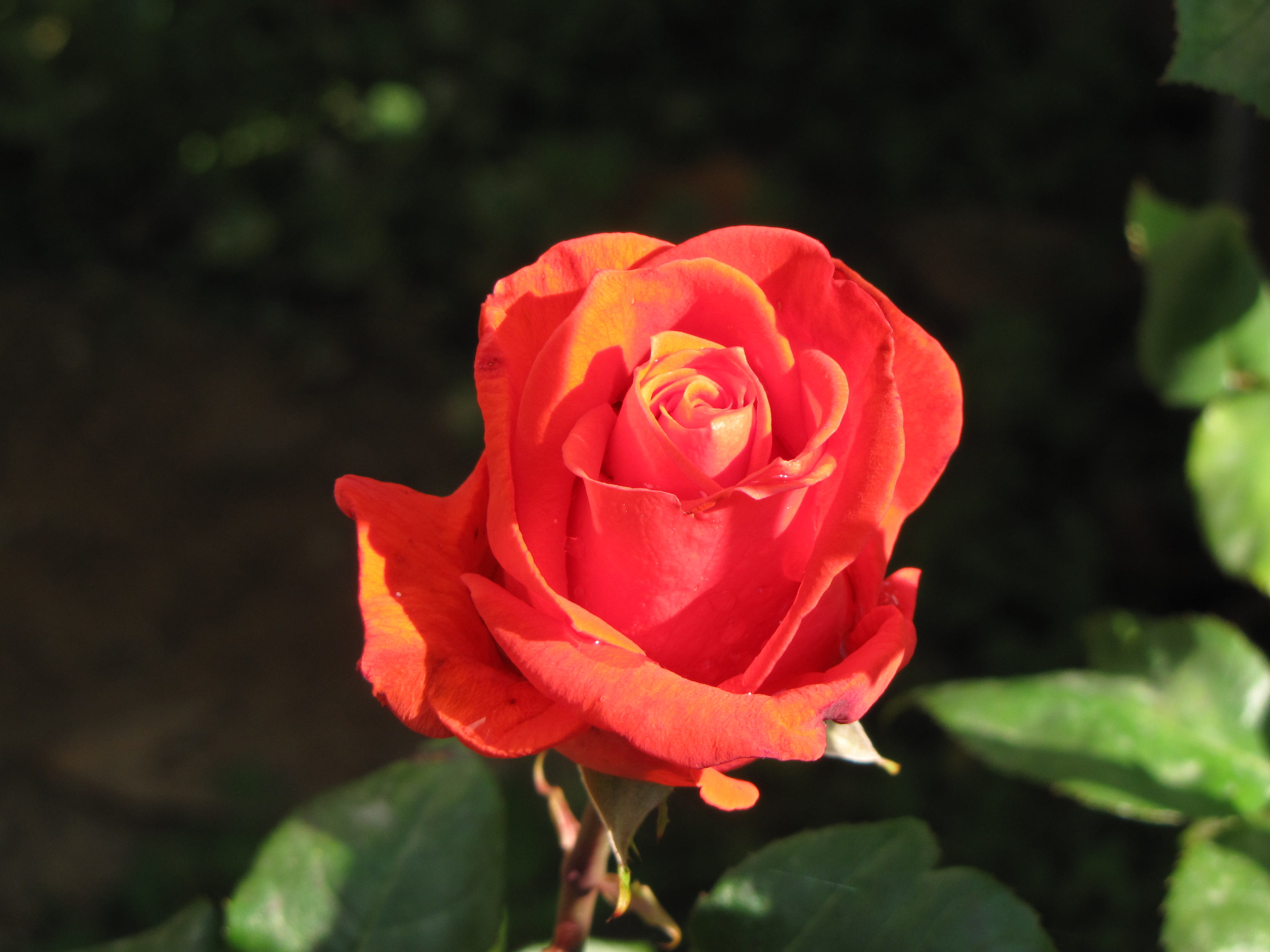 inflorescence, attica, beauty in nature, rose, greece, fragility, close-up, no people, vulnerability, plant, 2K, freshness, nature, focus on foreground, HD Wallpaper