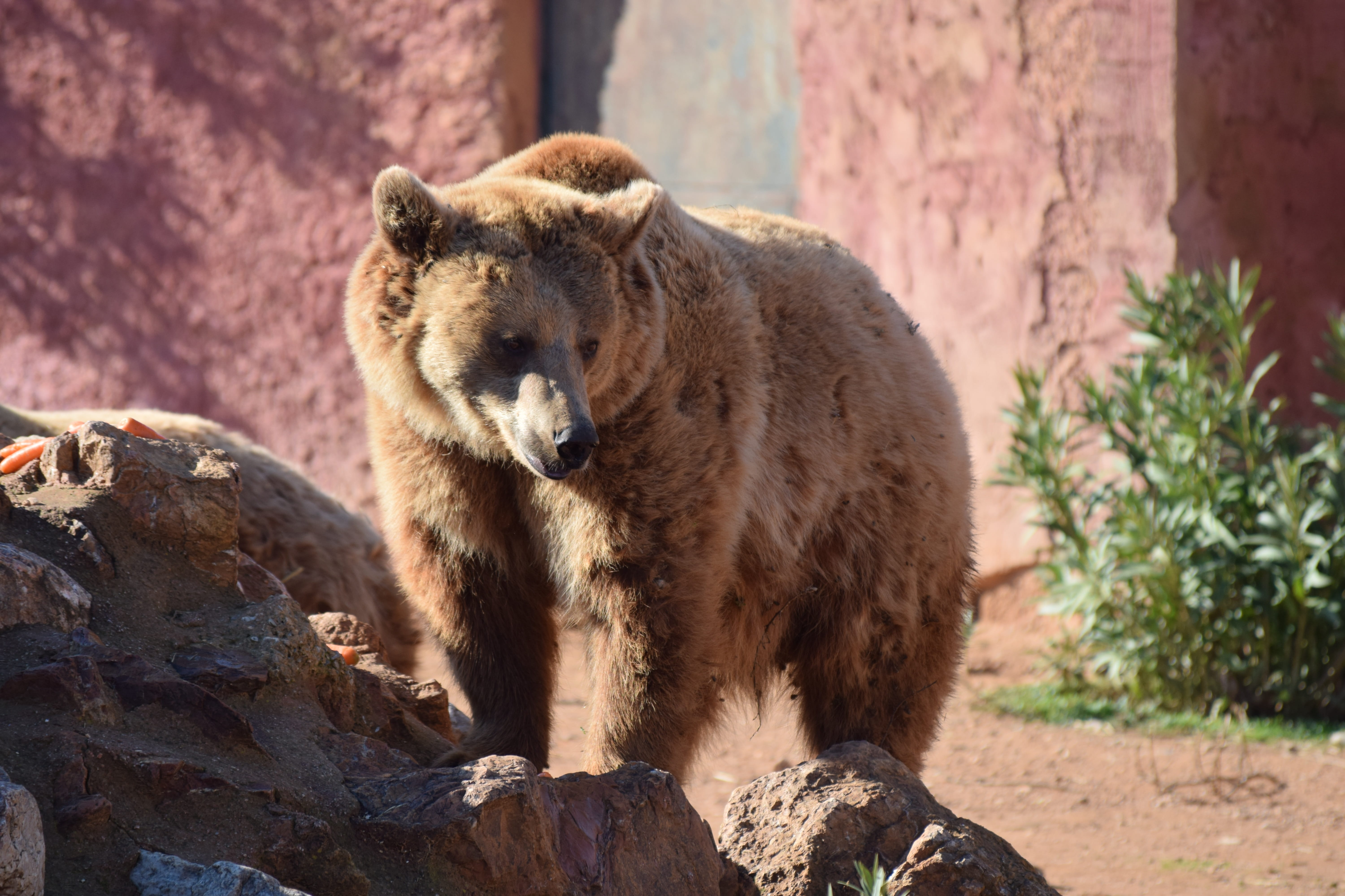 athens, animal wildlife, animal, attica, day, rock - object, animal themes, focus on foreground, animals in captivity, sunlight, outdoors, rock, no people, HD Wallpaper