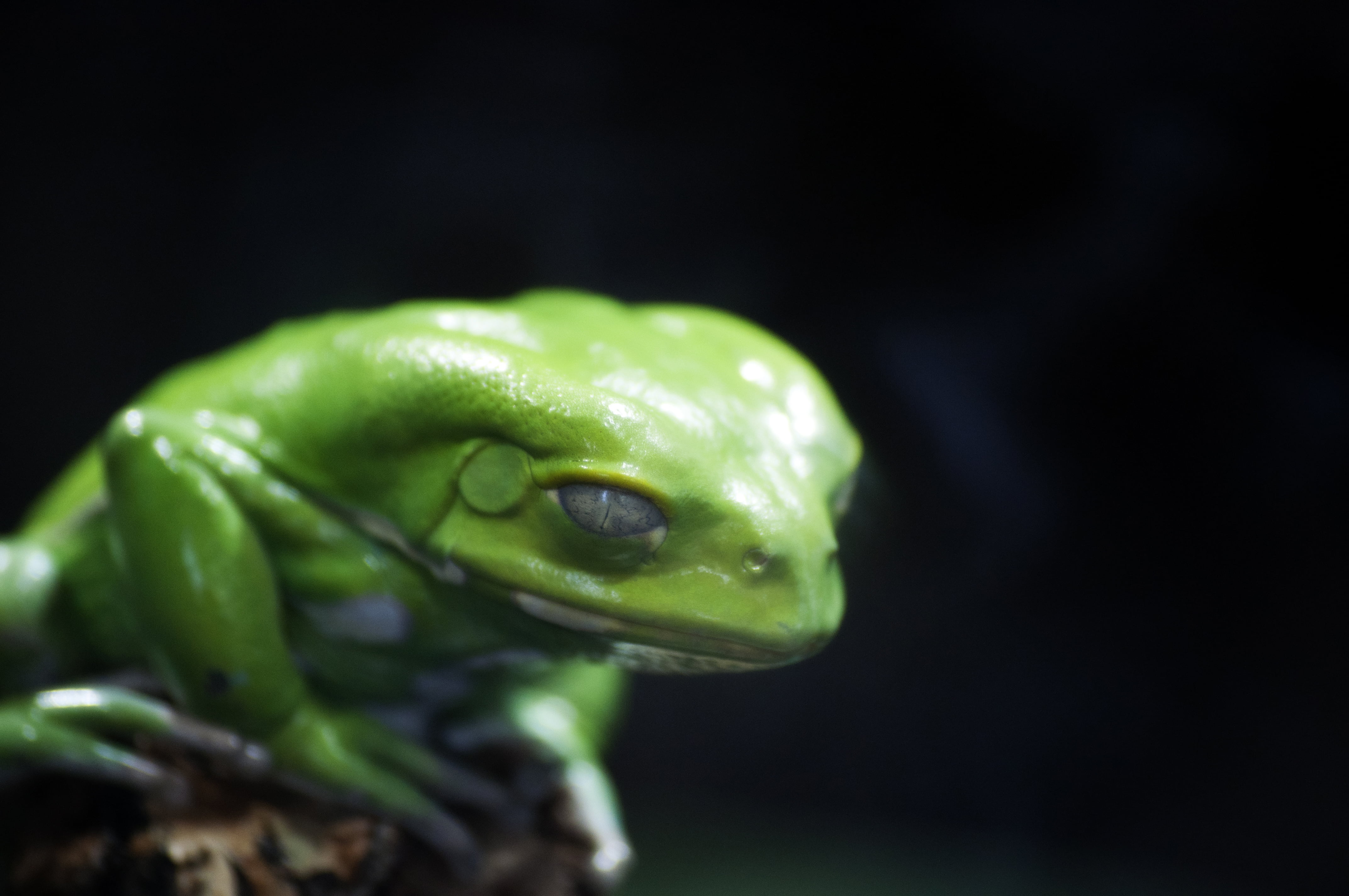 amphibian, wildlife, Germany, Nikon, macro, Animal, closeup, envy, Zoom, D5000, frog, 4K, Venom, Tiergarten, tree Frog, green Color, Nature, Sigma, Bokeh, HD Wallpaper