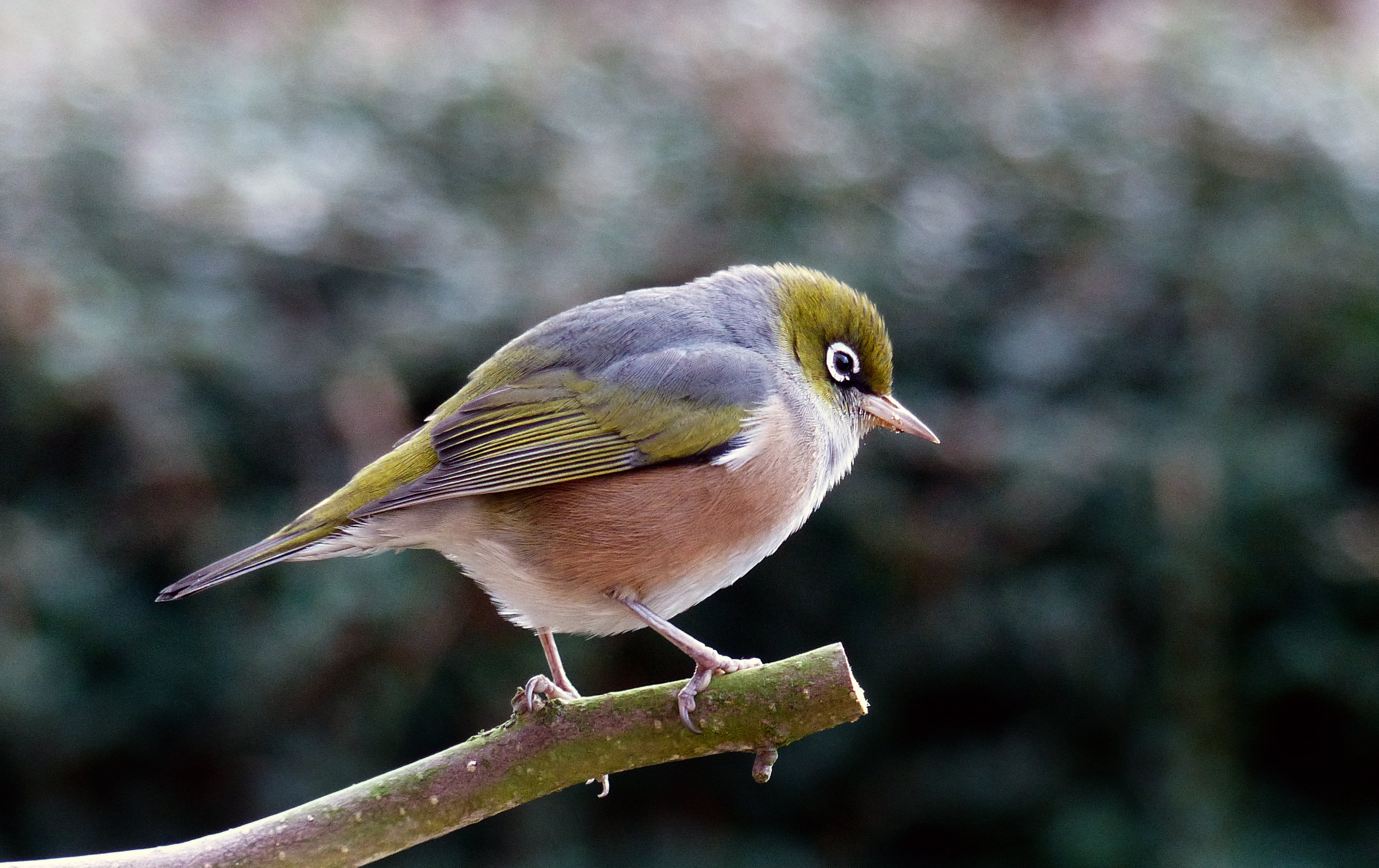 Waxeye, photography, close, close-up photography, beak, Silvereye, bird Watching, Lumix FZ200, flickr, branch, Best, Depth of field, Boken, small, Nature, HD Wallpaper