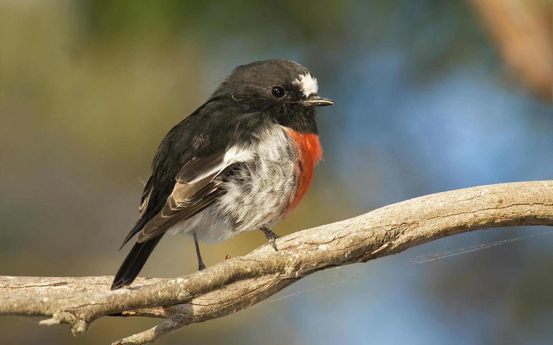 bird, animals, scarlet, branch, rodin, robin, 1080P, HD Wallpaper